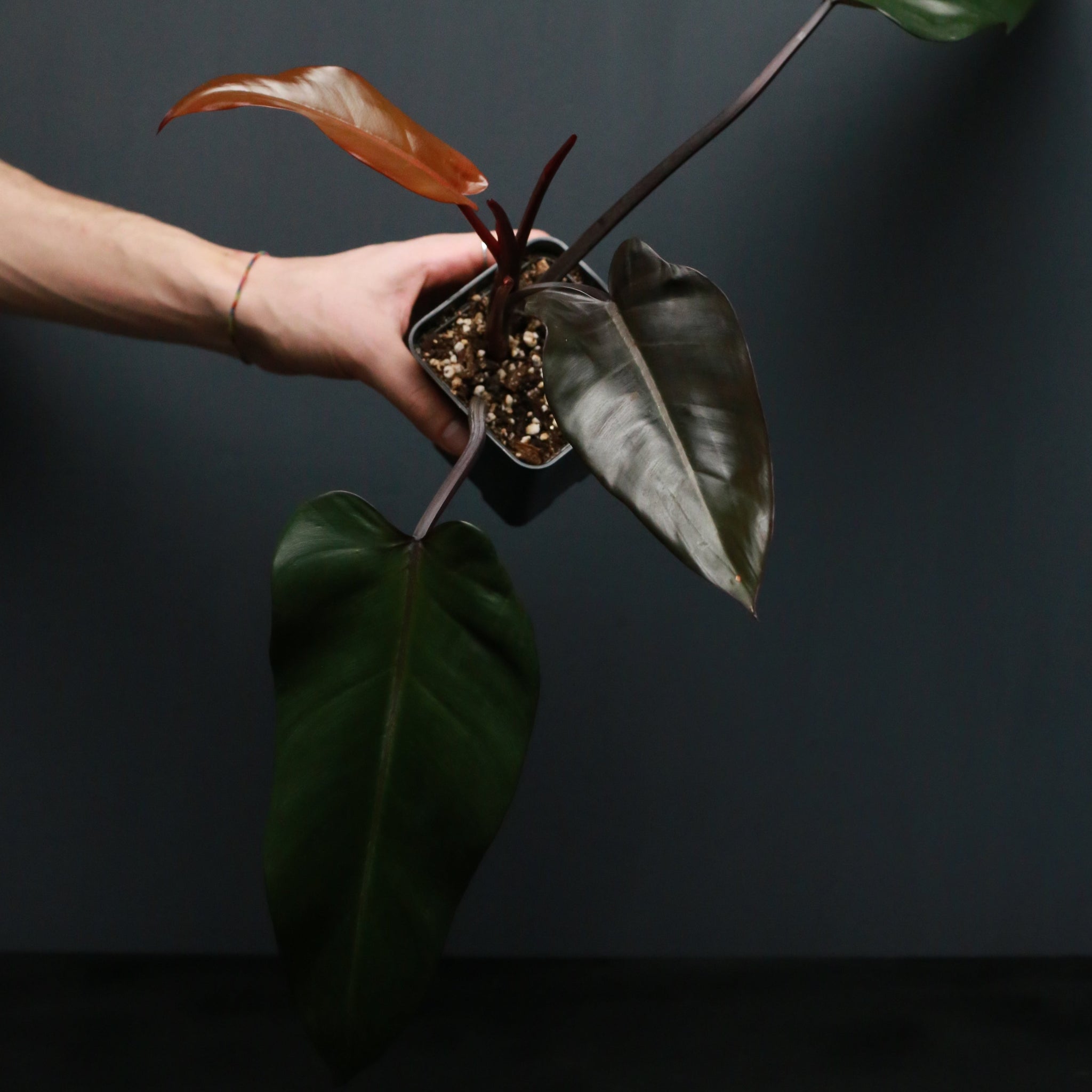 philodendron black priest Philodendron 'Black Majesty' – Green Mirrors
