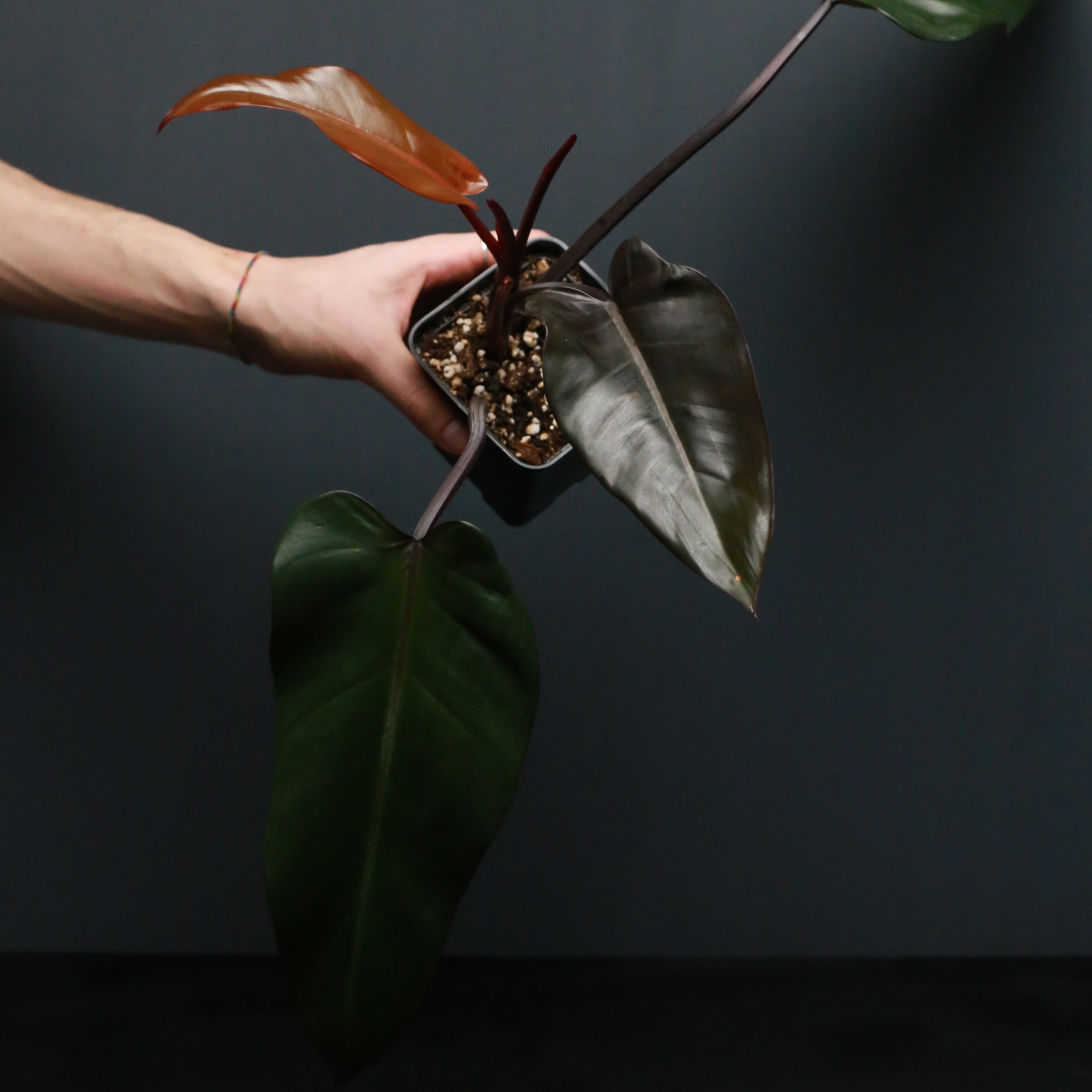 philodendron black majesty price philippines Philodendron 'Black Majesty' – Green Mirrors