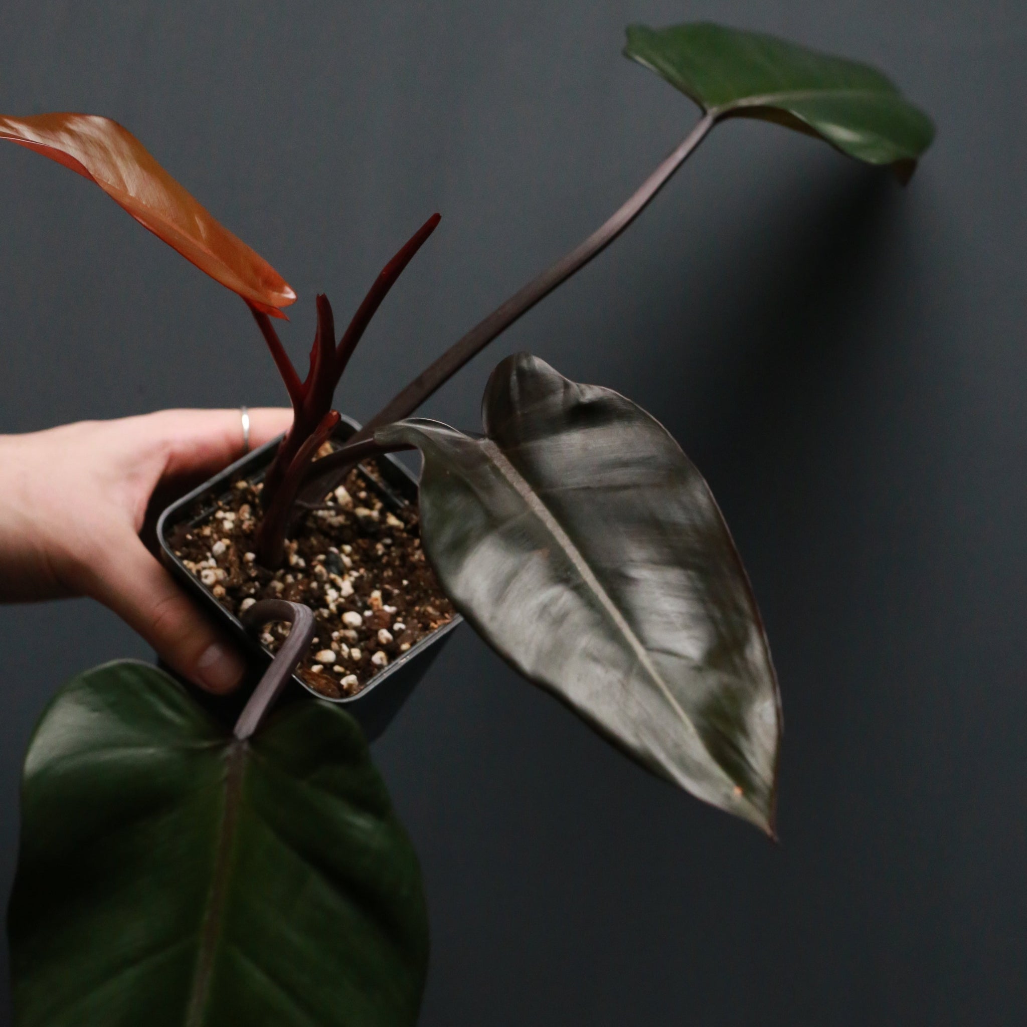 Philodendron 'Black Majesty'