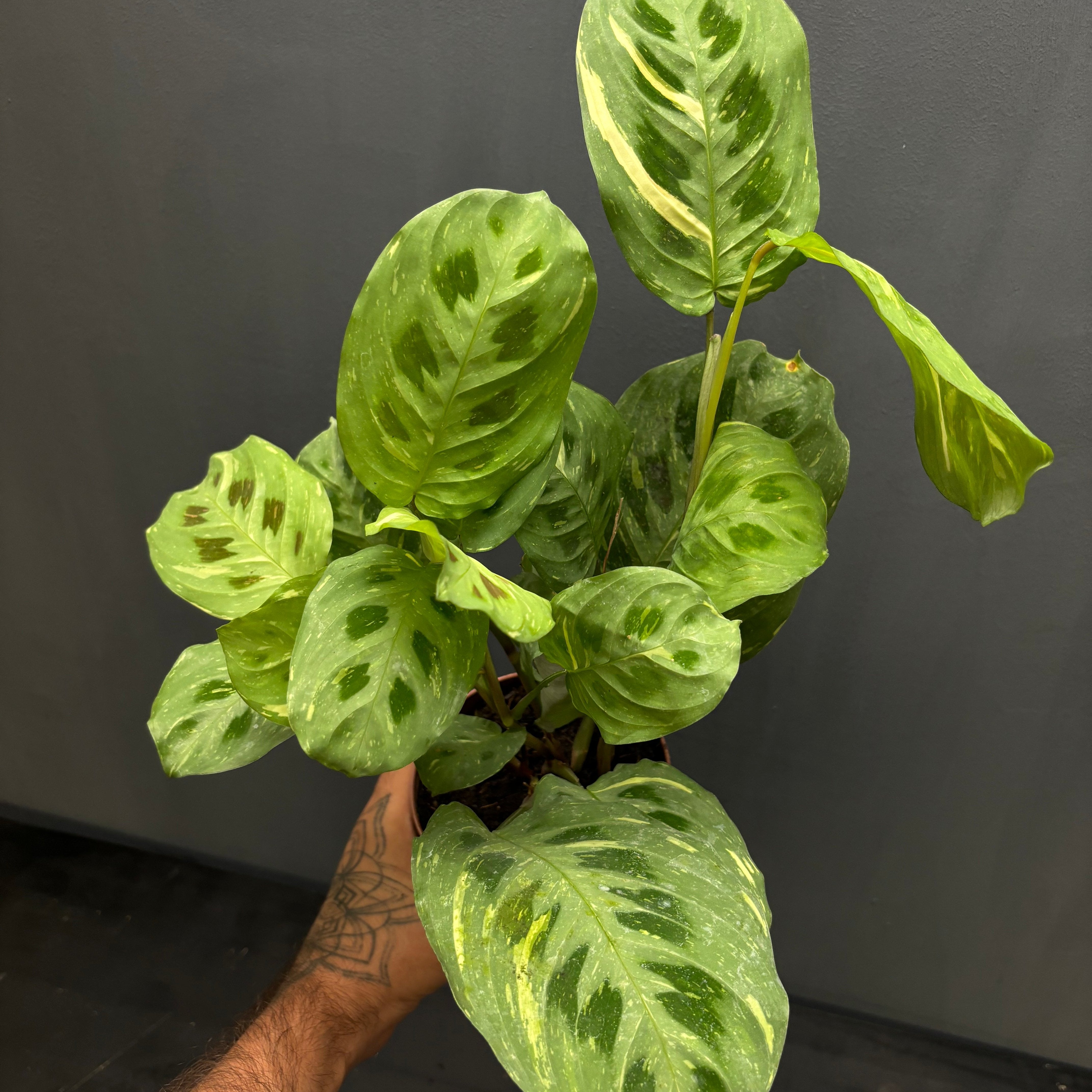 Maranta leuconeura var. kerchoveana variegata  Green Mirrors