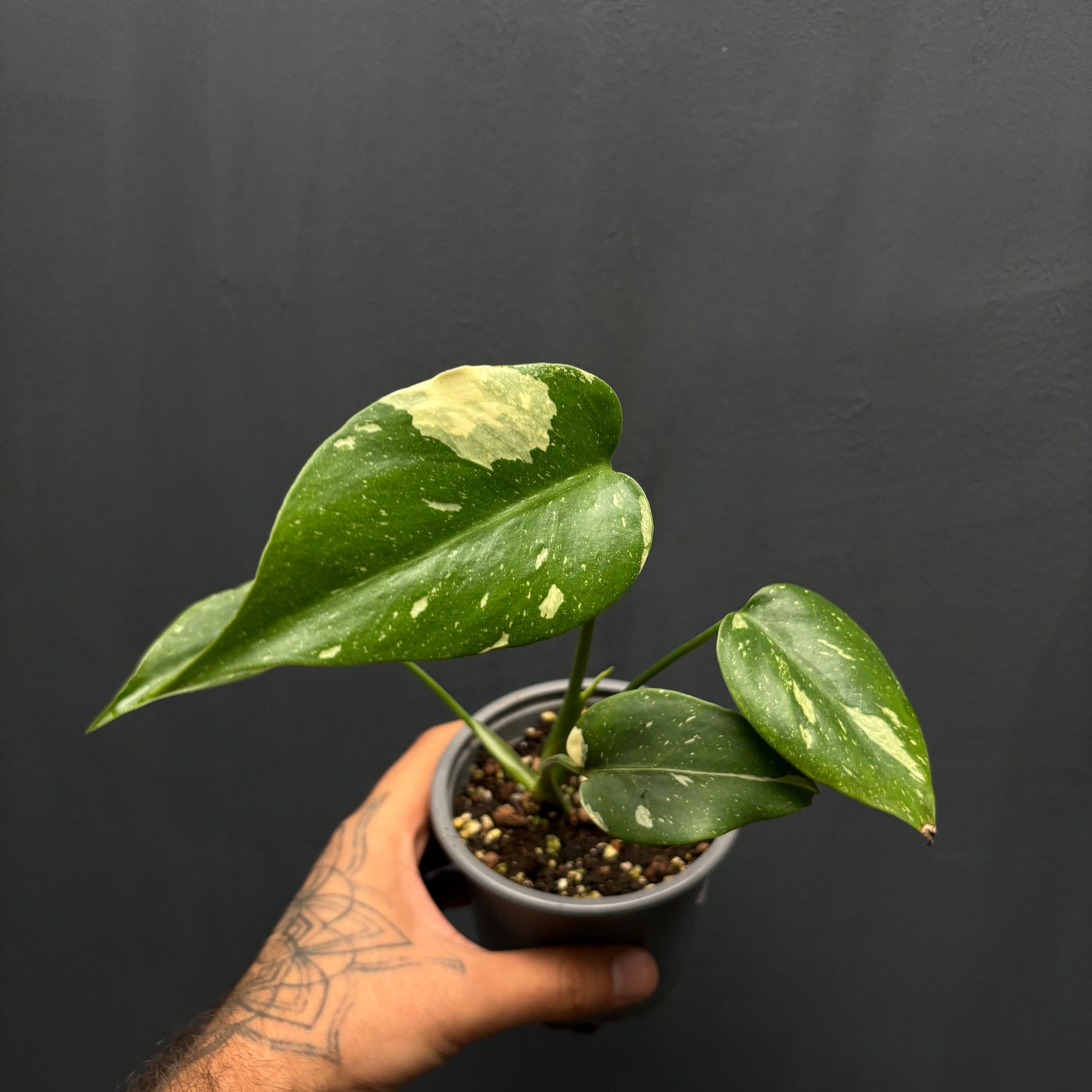 Monstera Thai Constellation S4