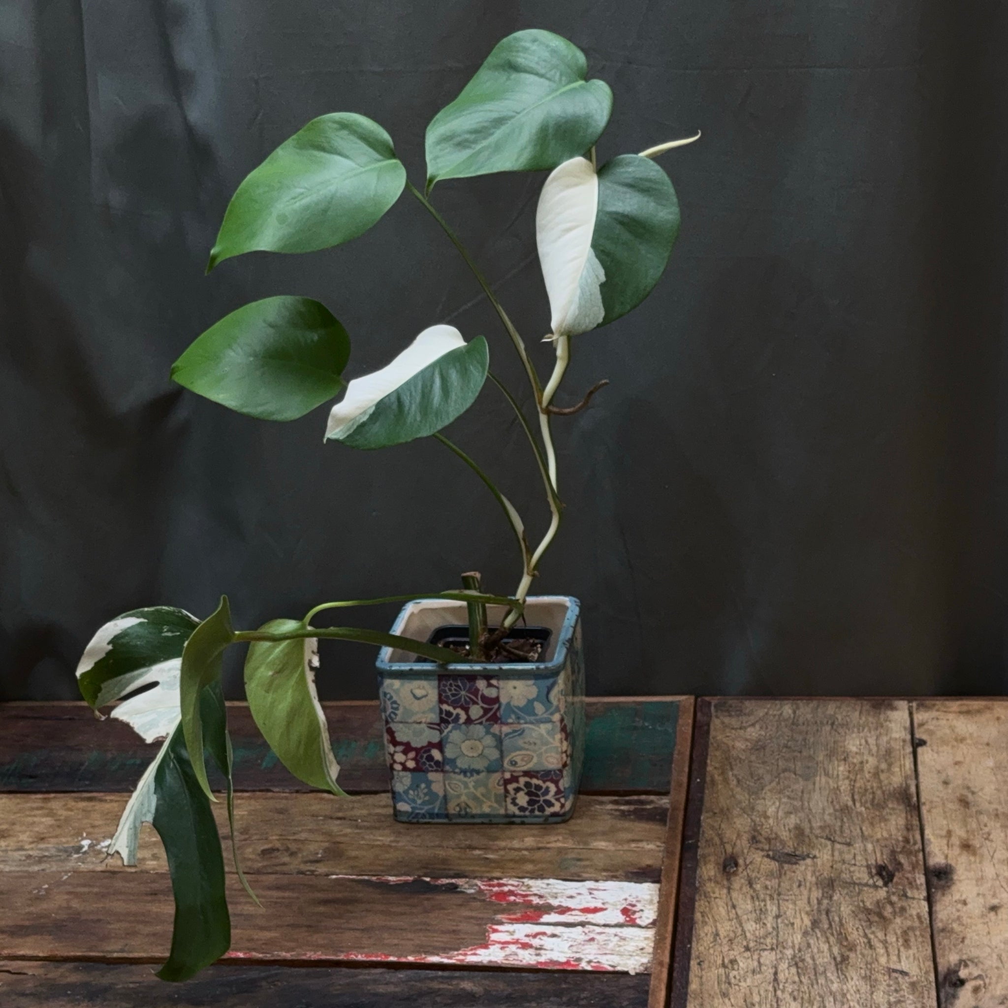Monstera deliciosa albo variegata