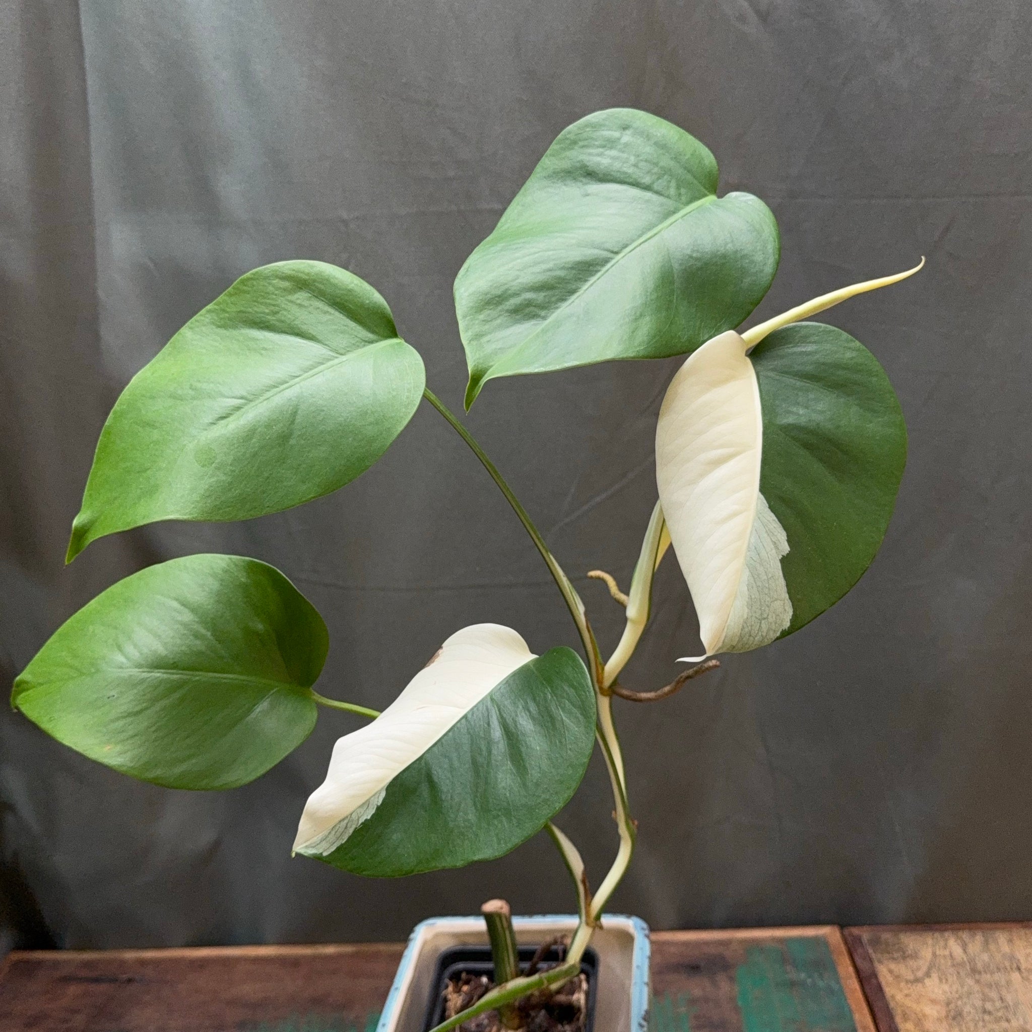 Monstera deliciosa albo variegata