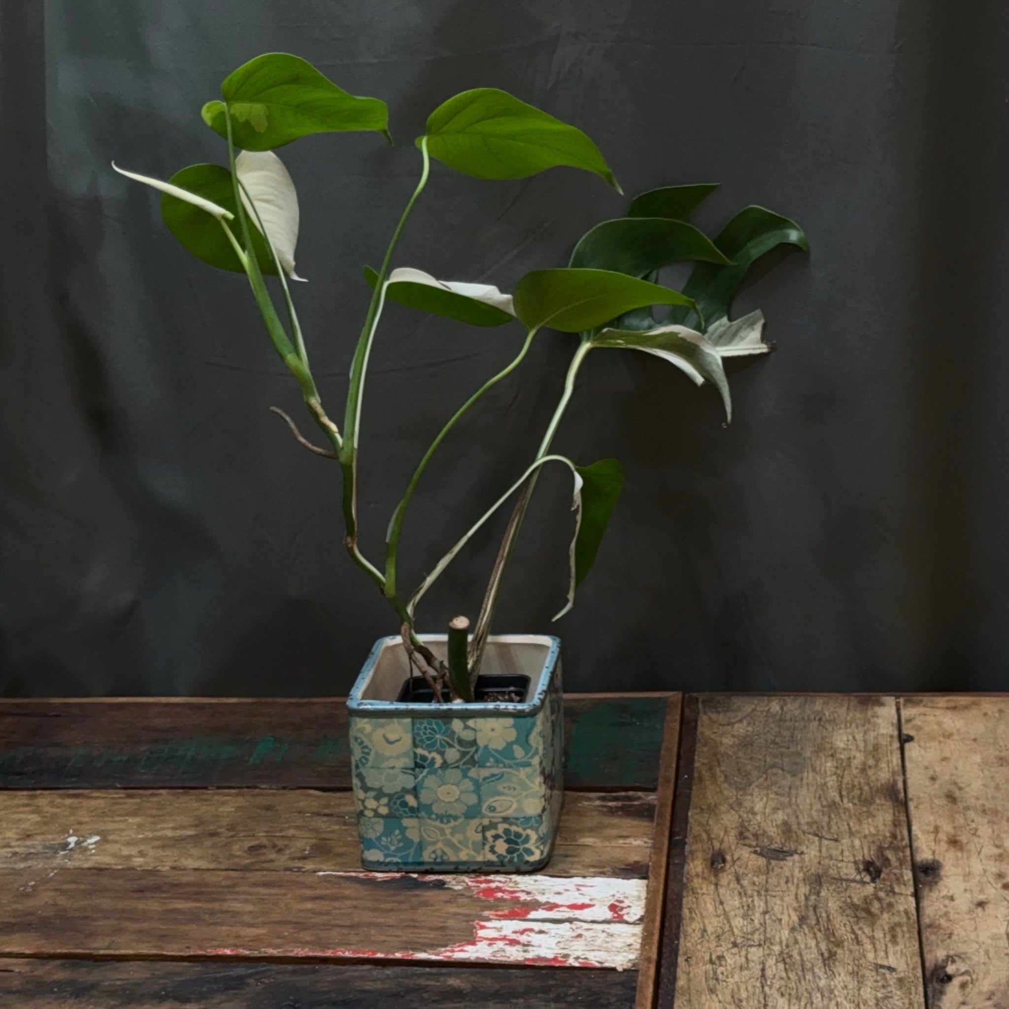 Monstera deliciosa albo variegata