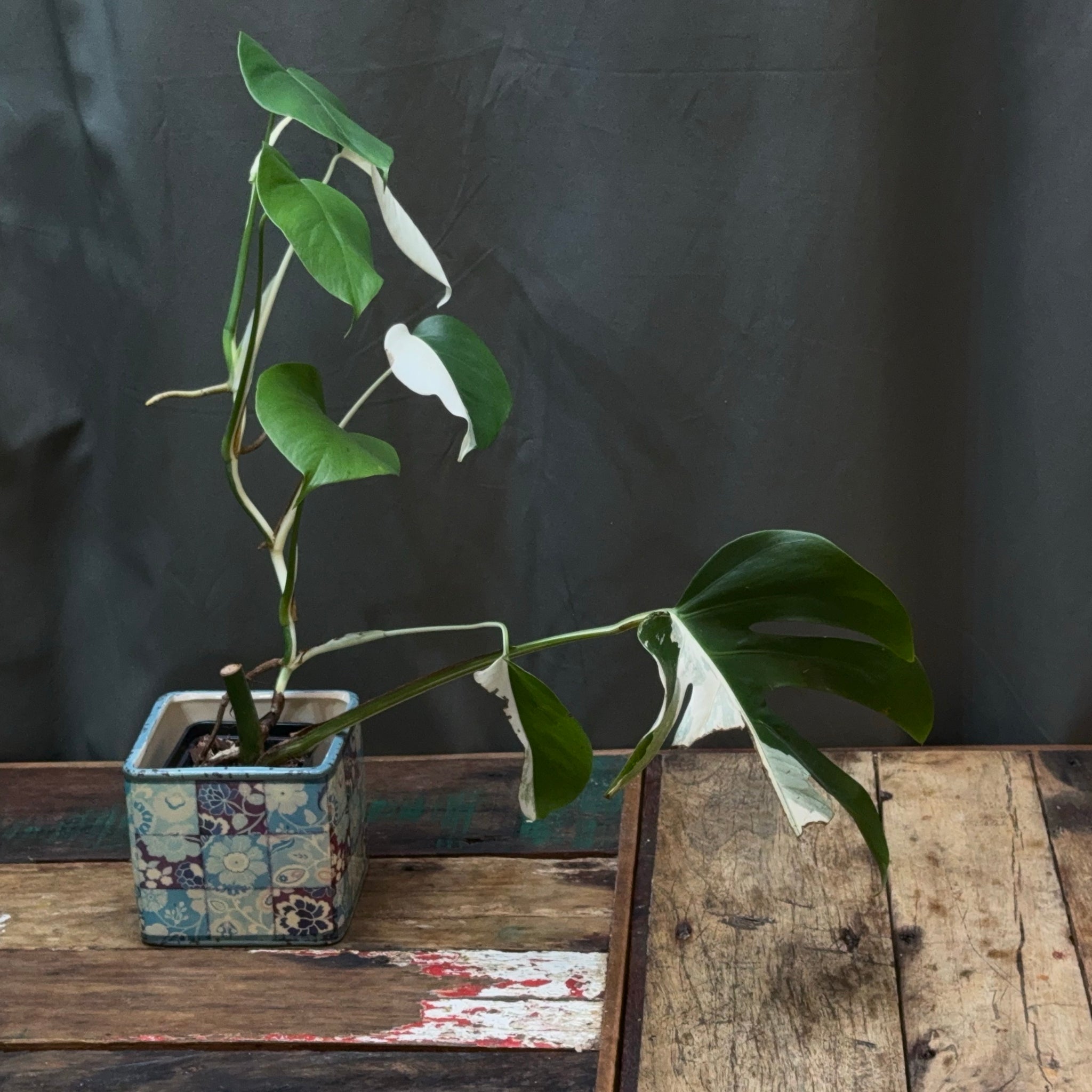 Monstera deliciosa albo variegata