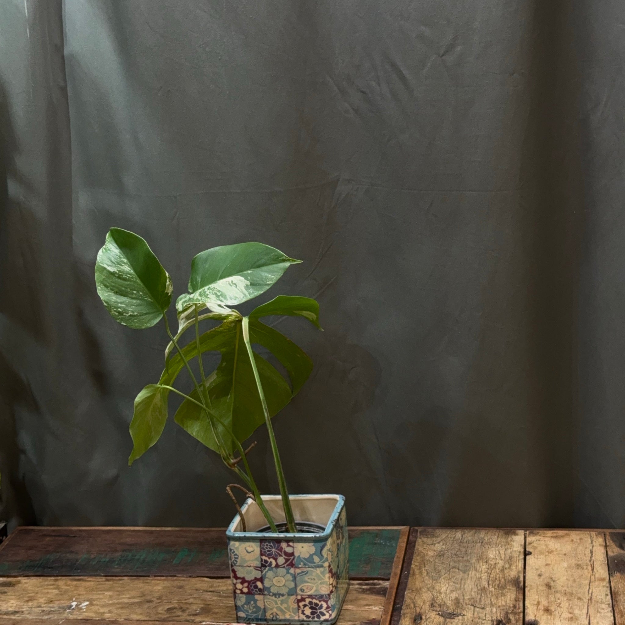 Monstera deliciosa albo variegata