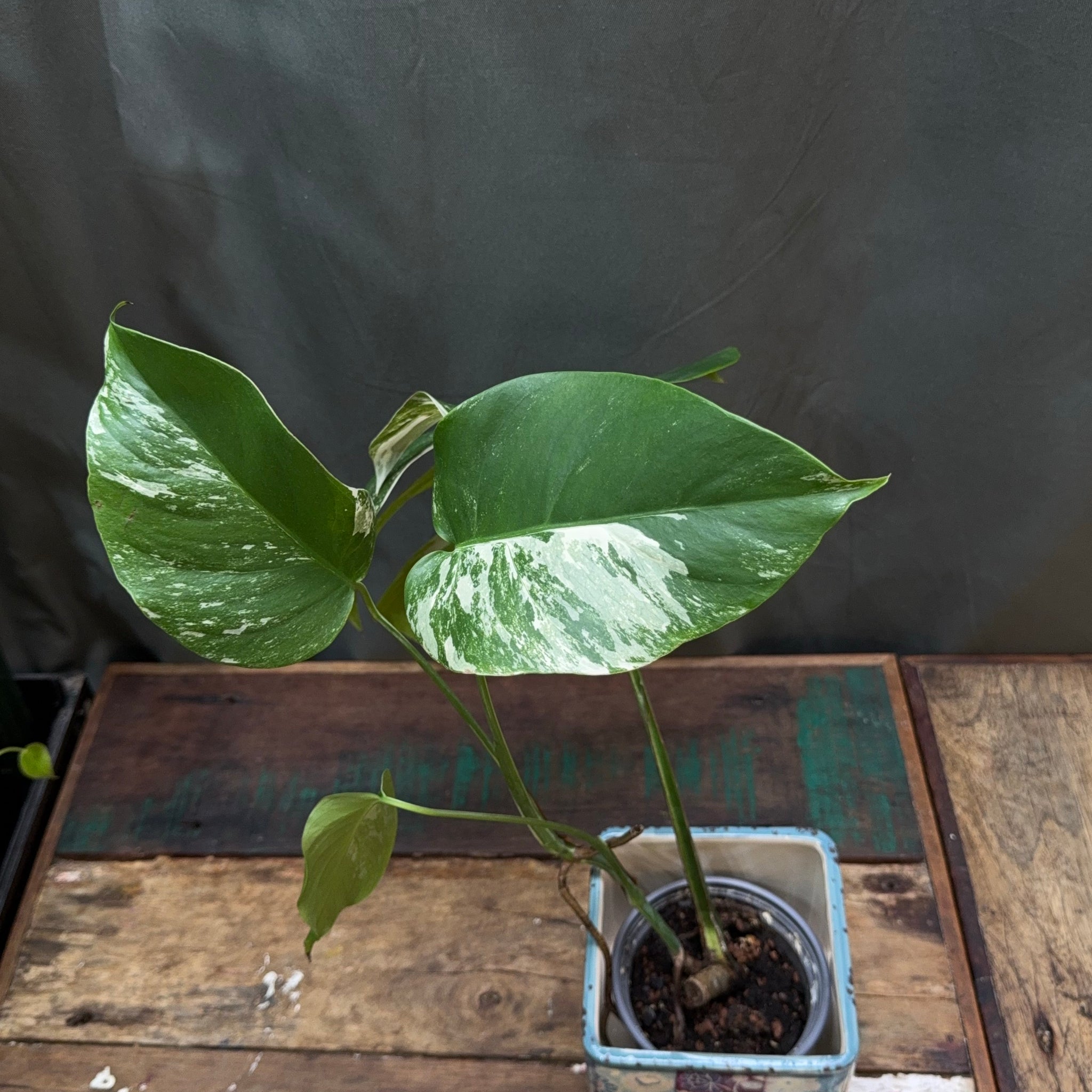 Monstera deliciosa albo variegata