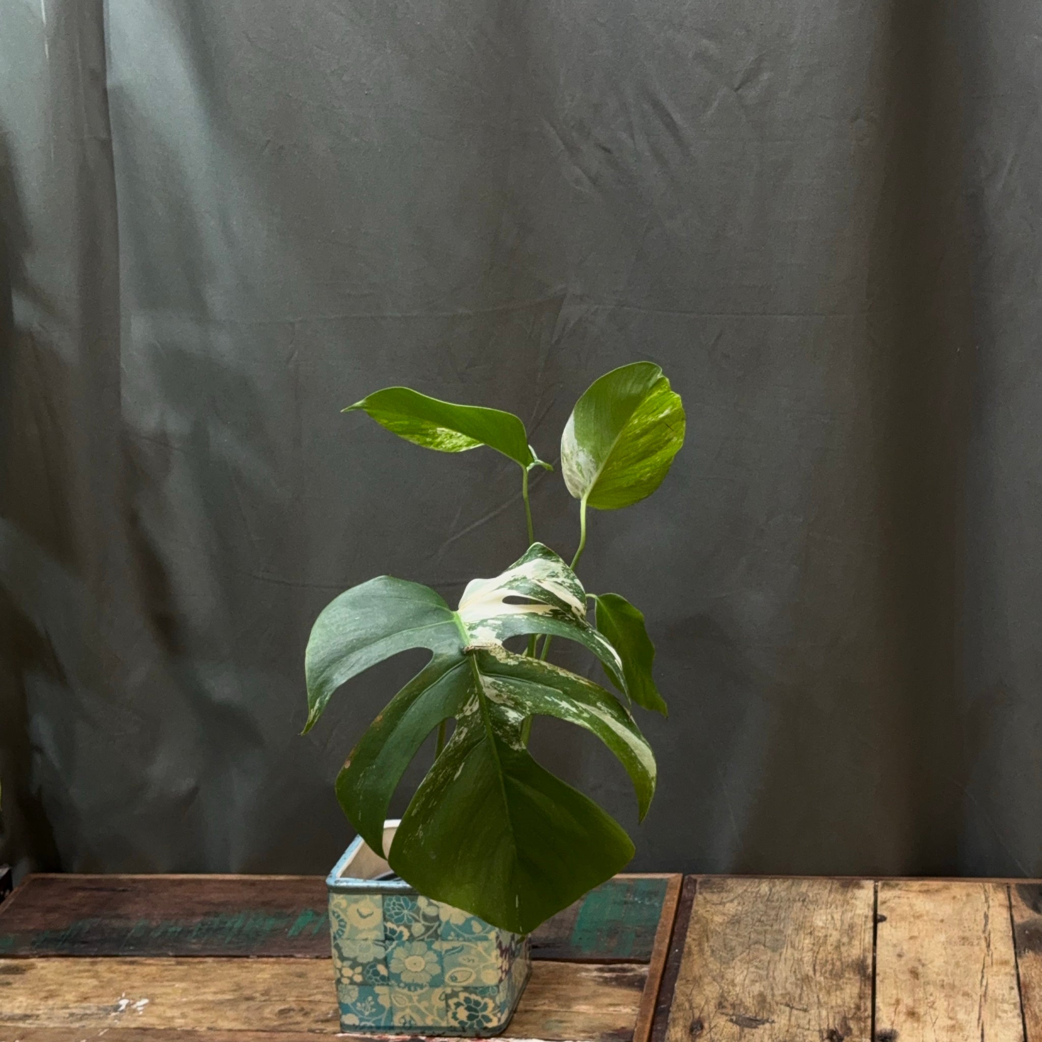 Monstera deliciosa albo variegata