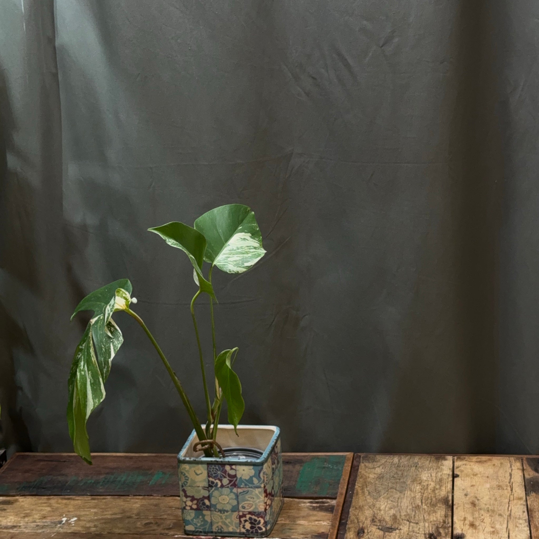 Monstera deliciosa albo variegata