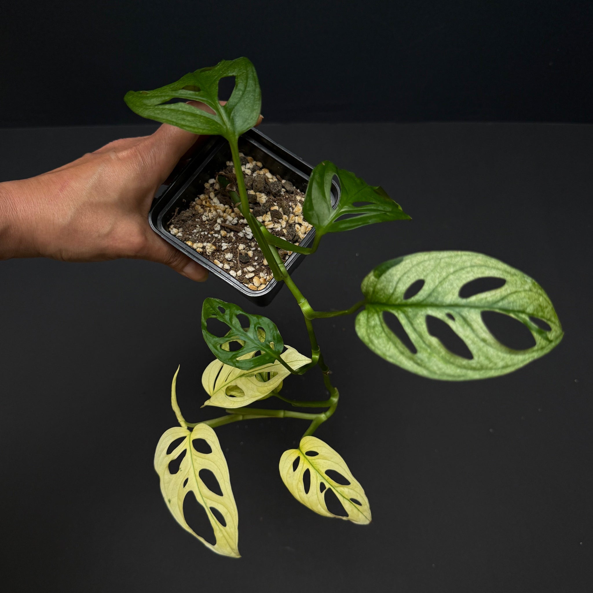 Monstera adansonii archipelago ghost