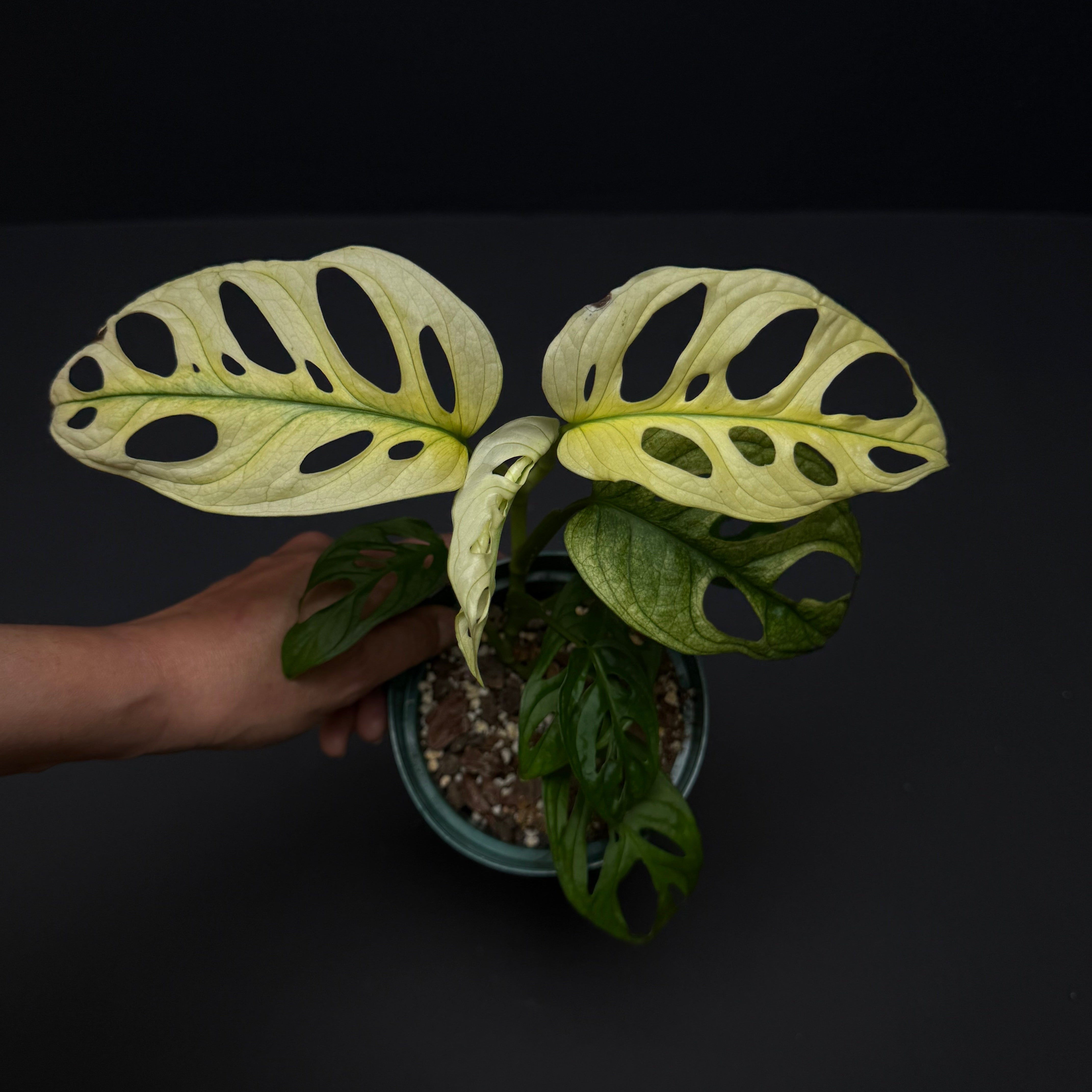 Monstera adansonii archipelago ghost – Green Mirrors