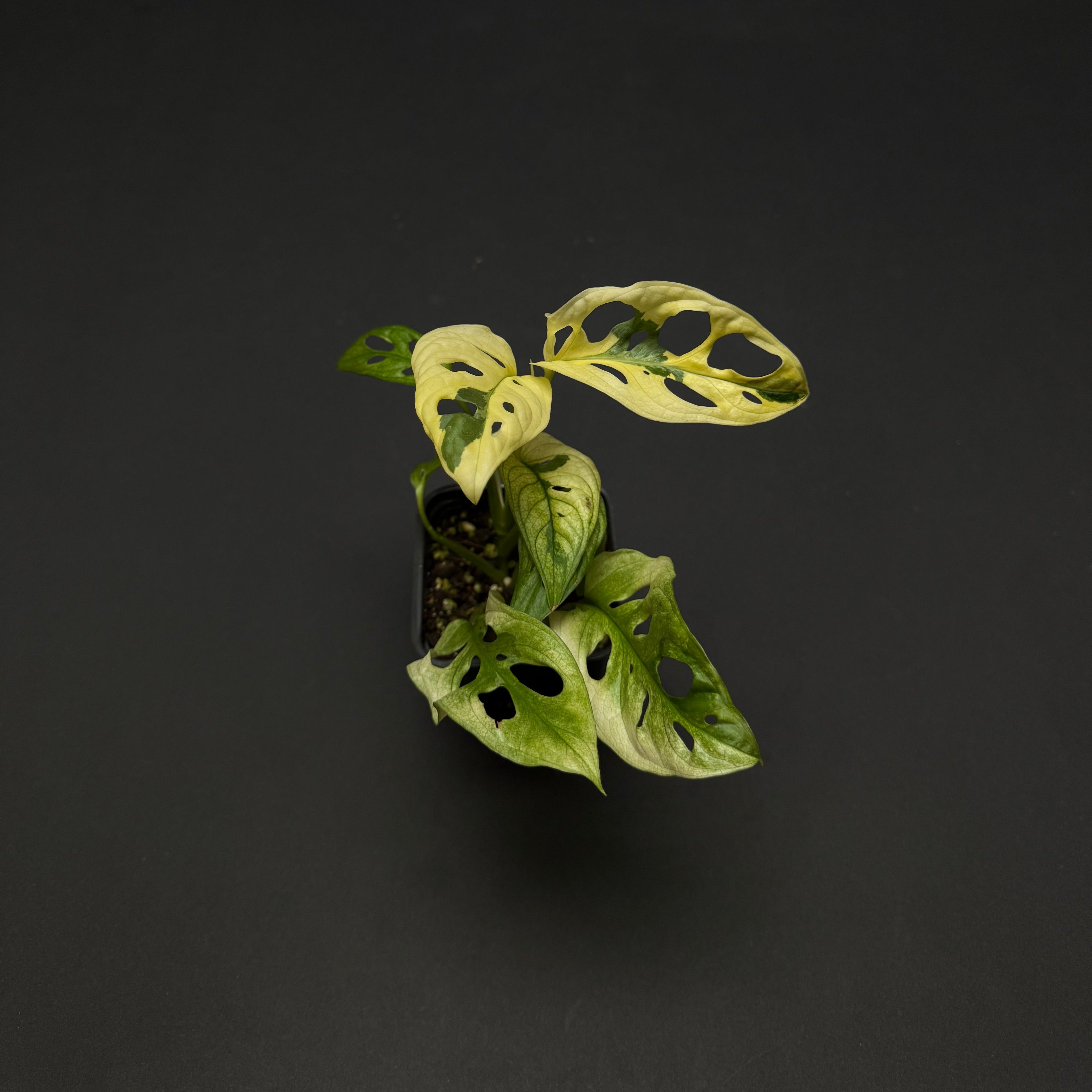 monstera adansonii variegata archipelago Monstera adansonii variegated – Green Mirrors