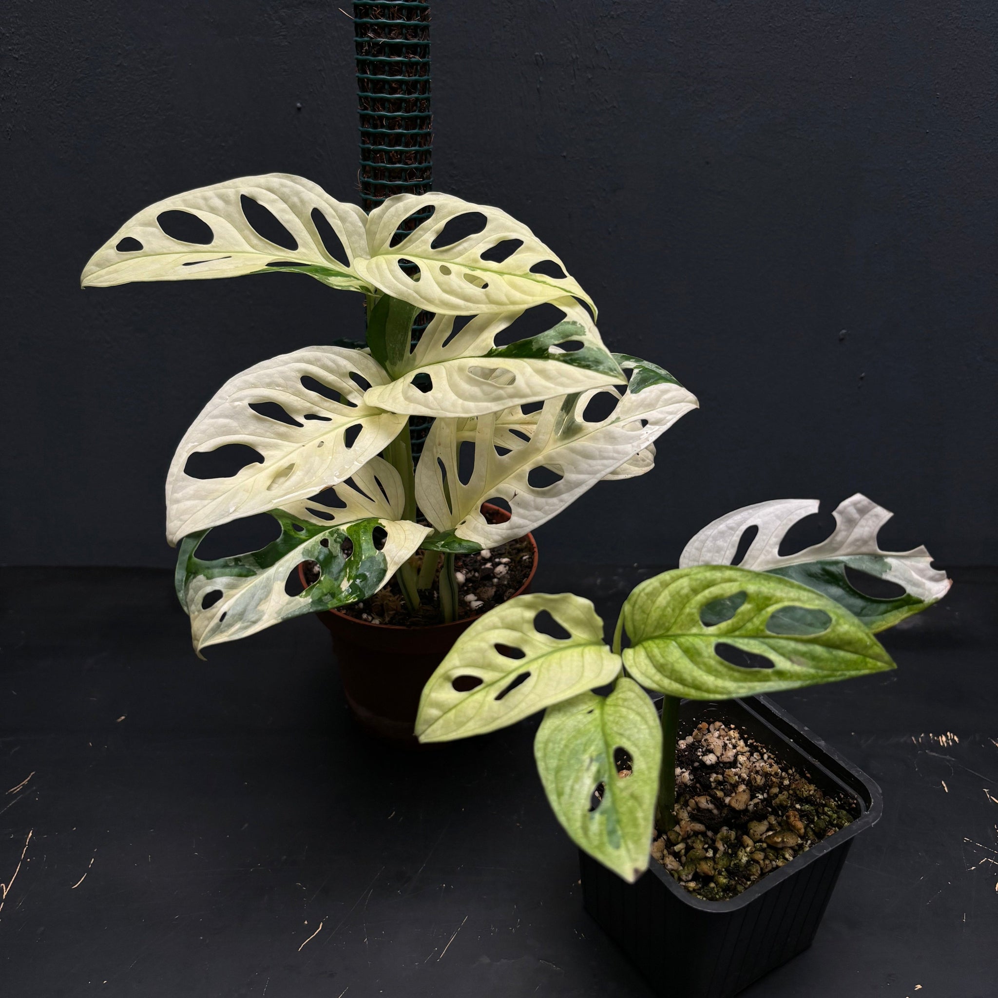 Monstera adansonii variegata tricolor