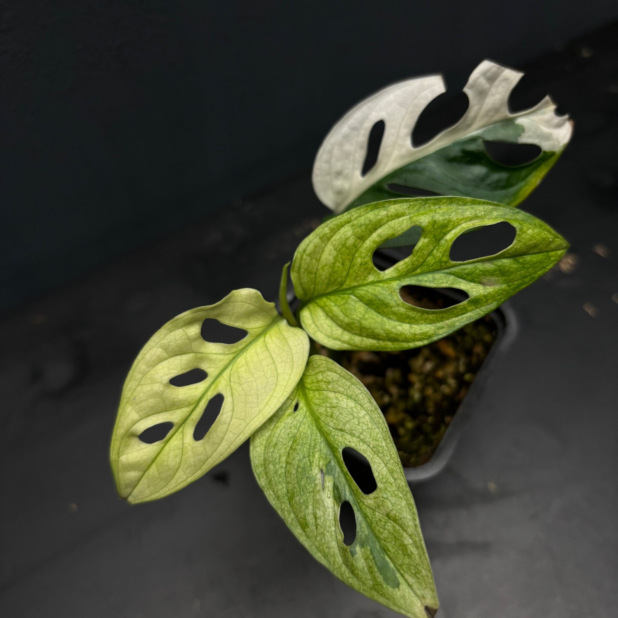 Monstera adansonii variegata tricolor