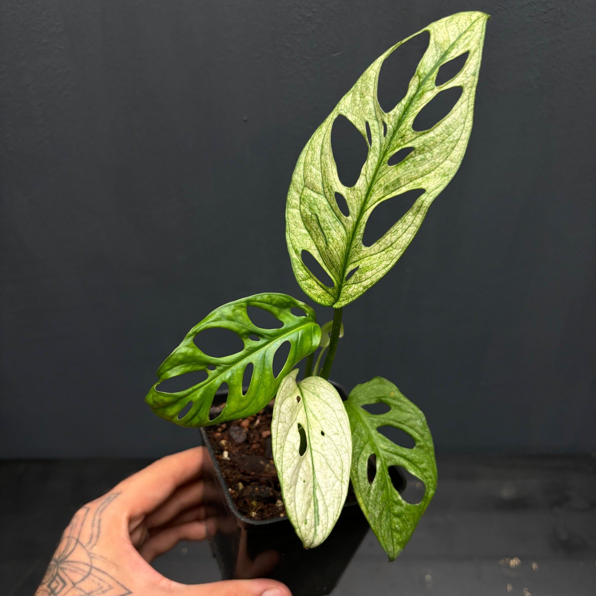 Monstera adansonii variegata tricolor