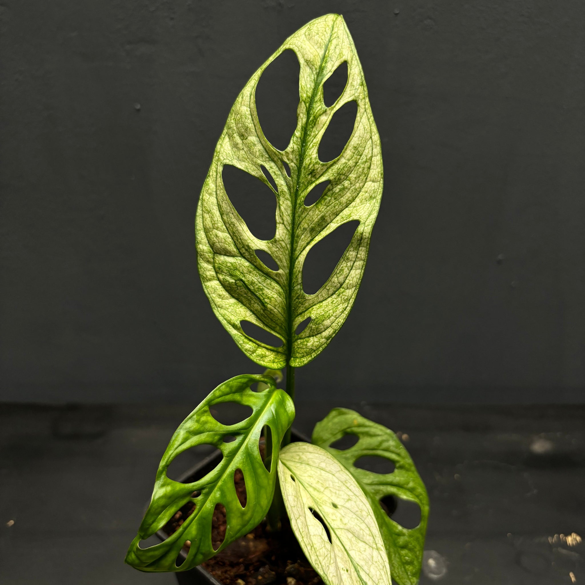 Monstera adansonii variegata tricolor