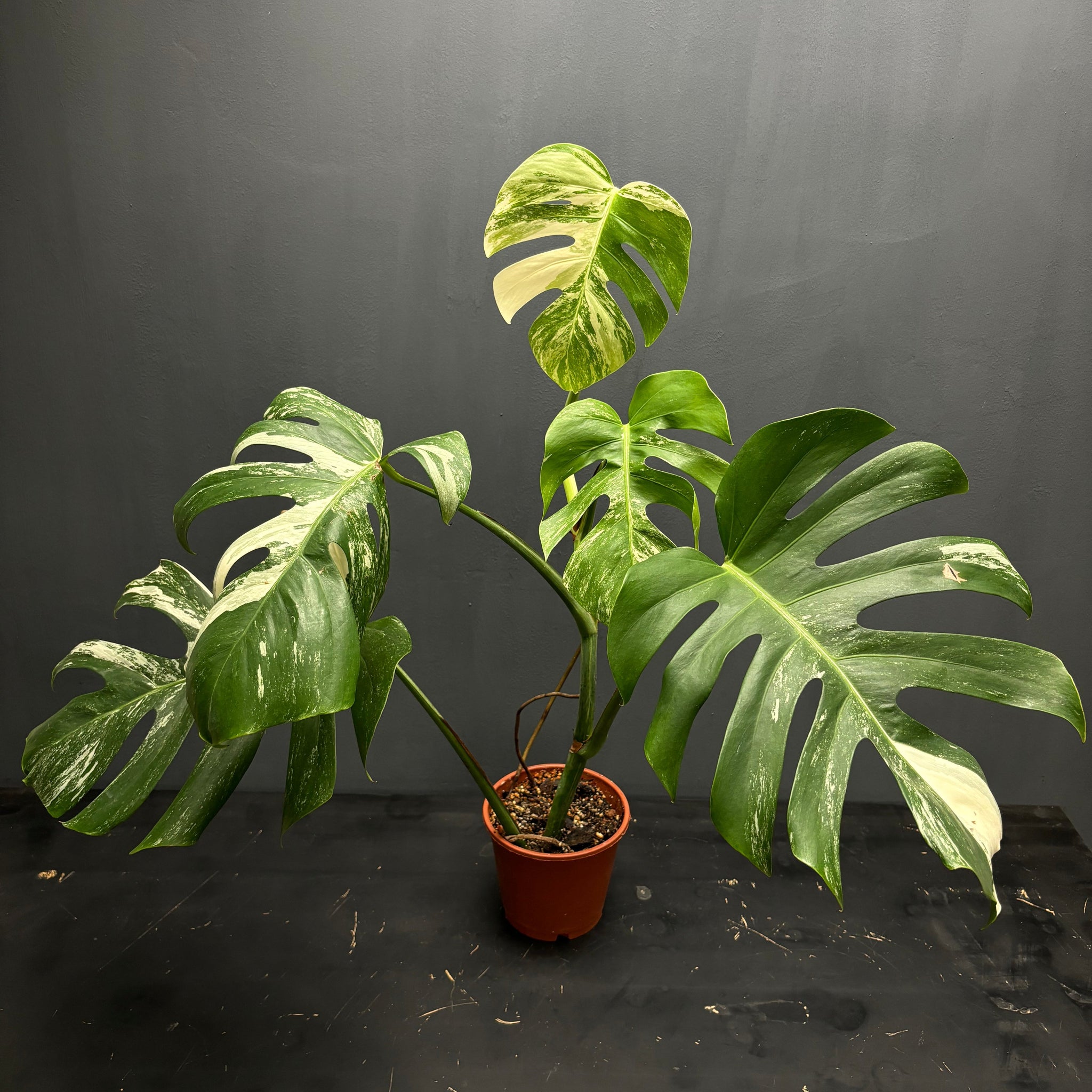 Monstera deliciosa albo var