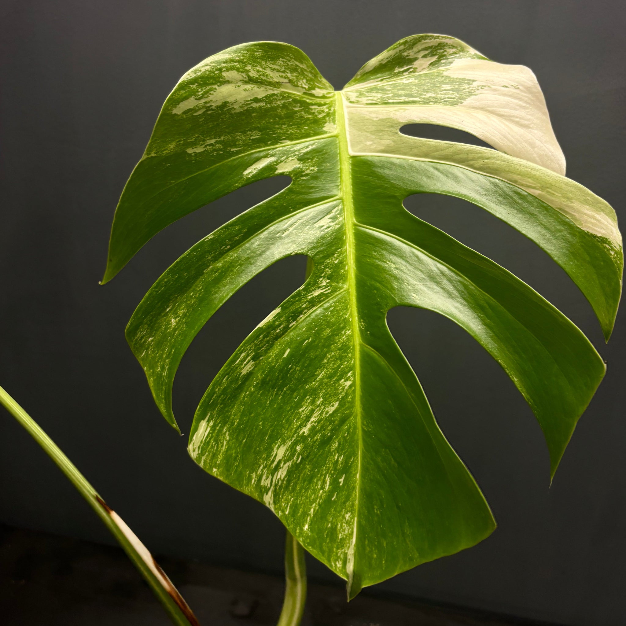 Monstera deliciosa albo variegated