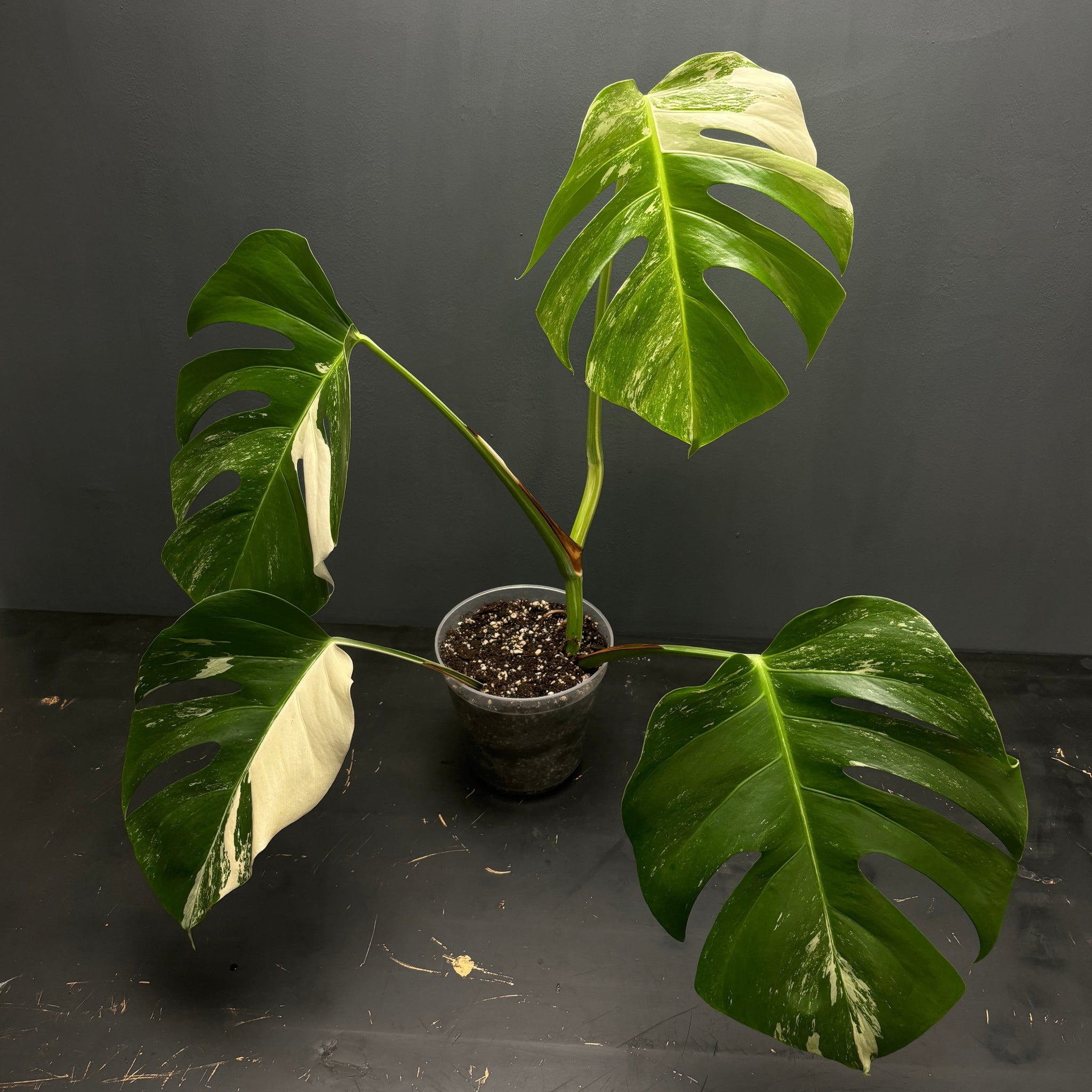 Monstera deliciosa albo variegated