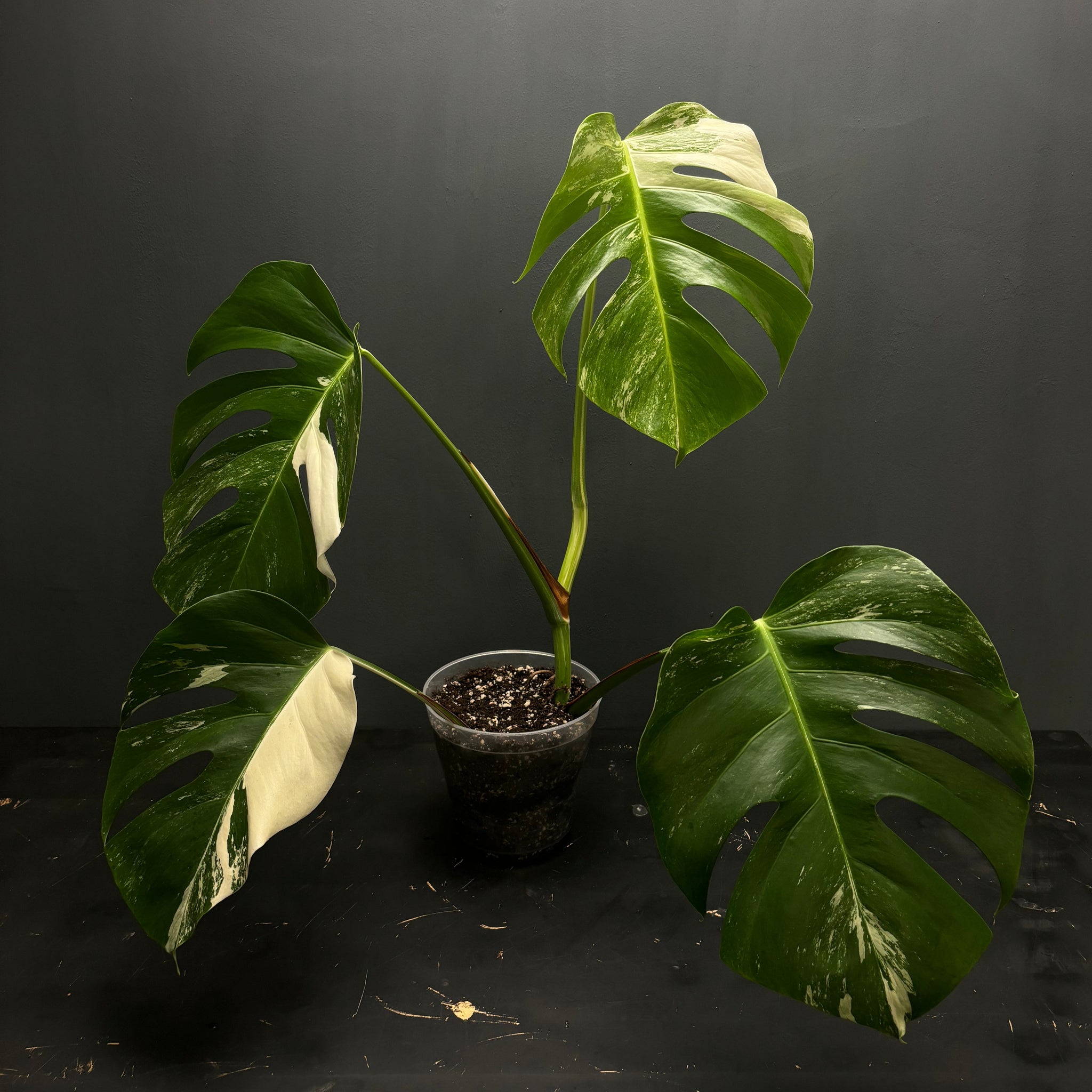 Monstera deliciosa albo variegated