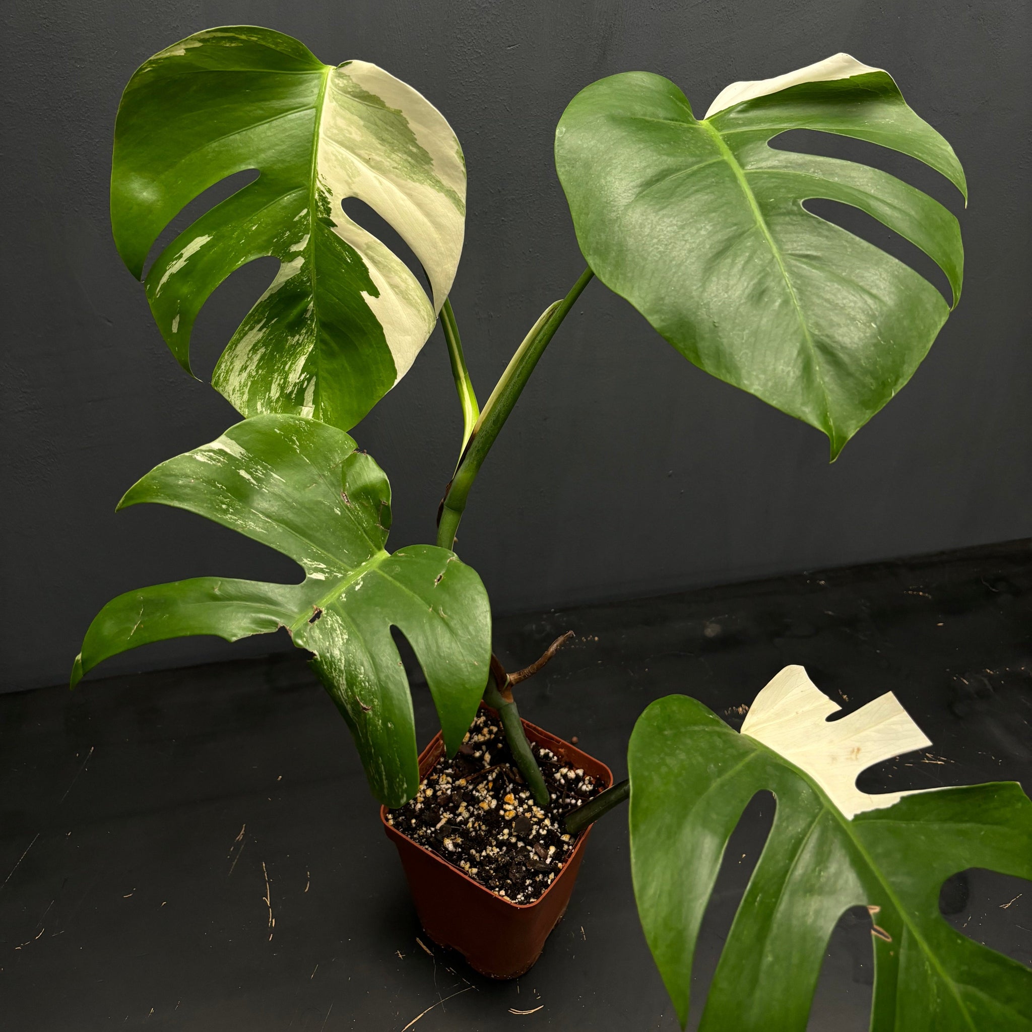 Monstera deliciosa albo var