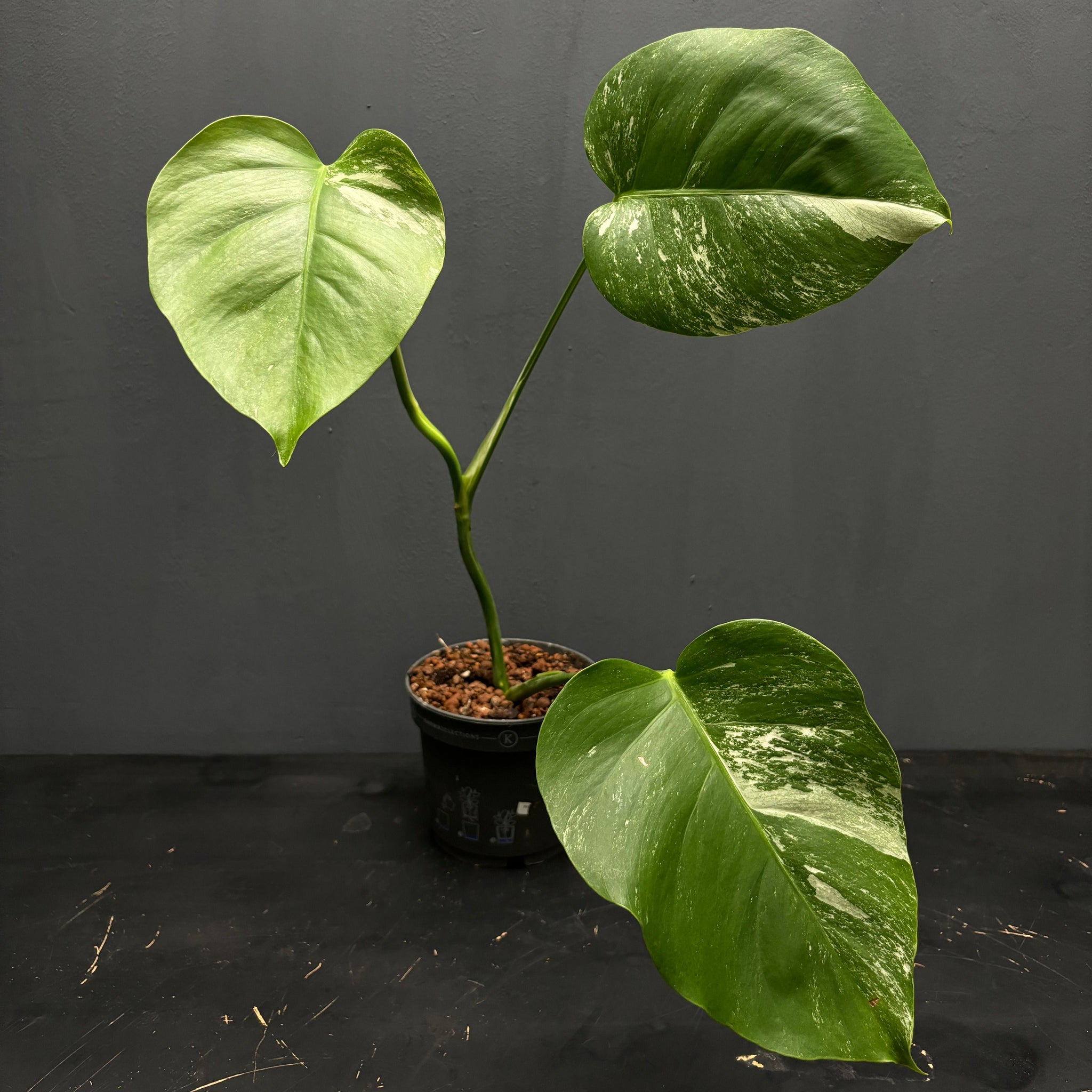 Monstera deliciosa albo var