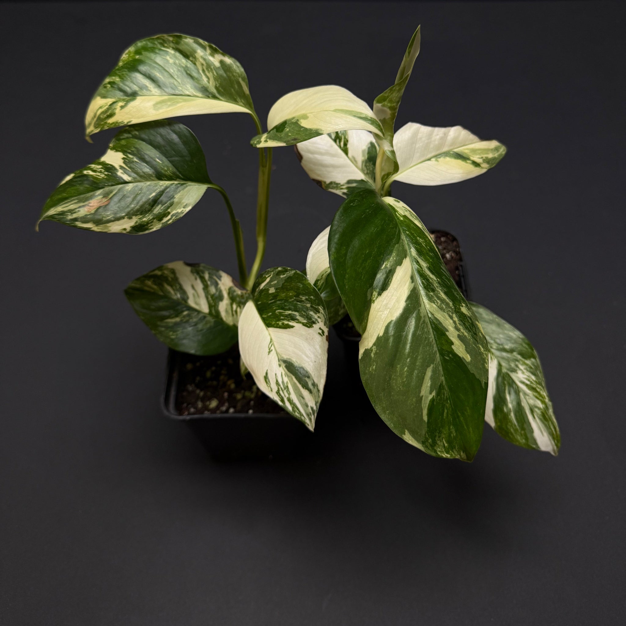 Monstera lechleriana albo variegata