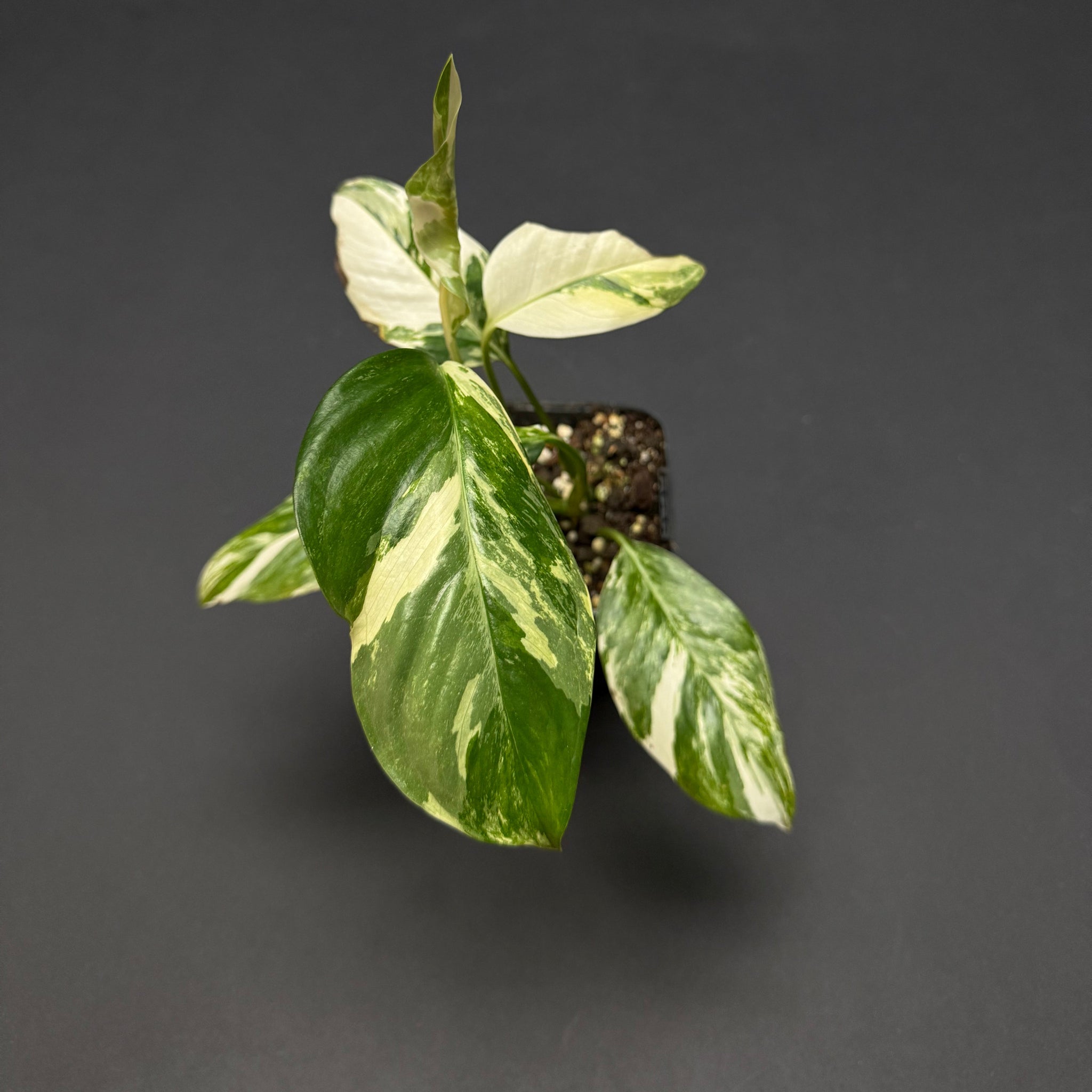 Monstera lechleriana albo variegata