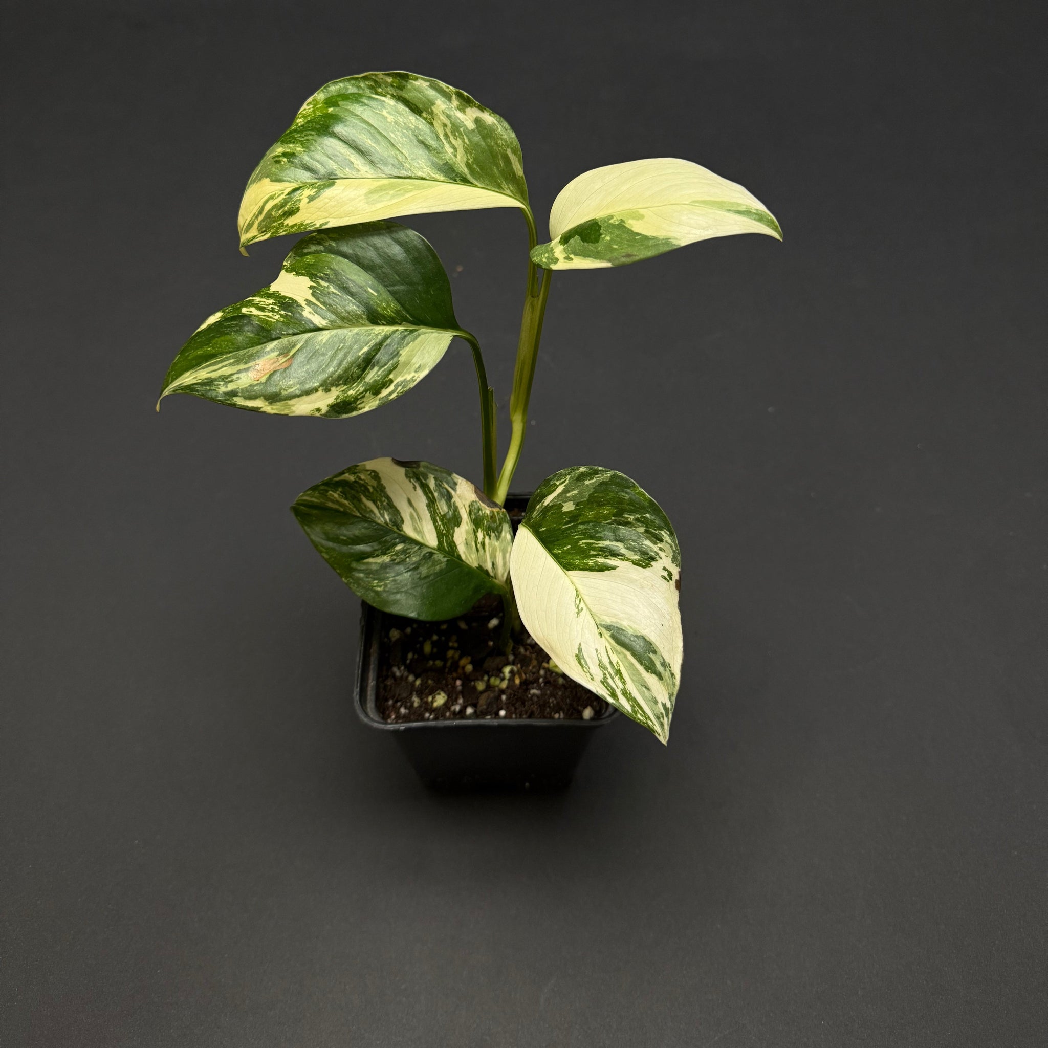 Monstera lechleriana albo variegata