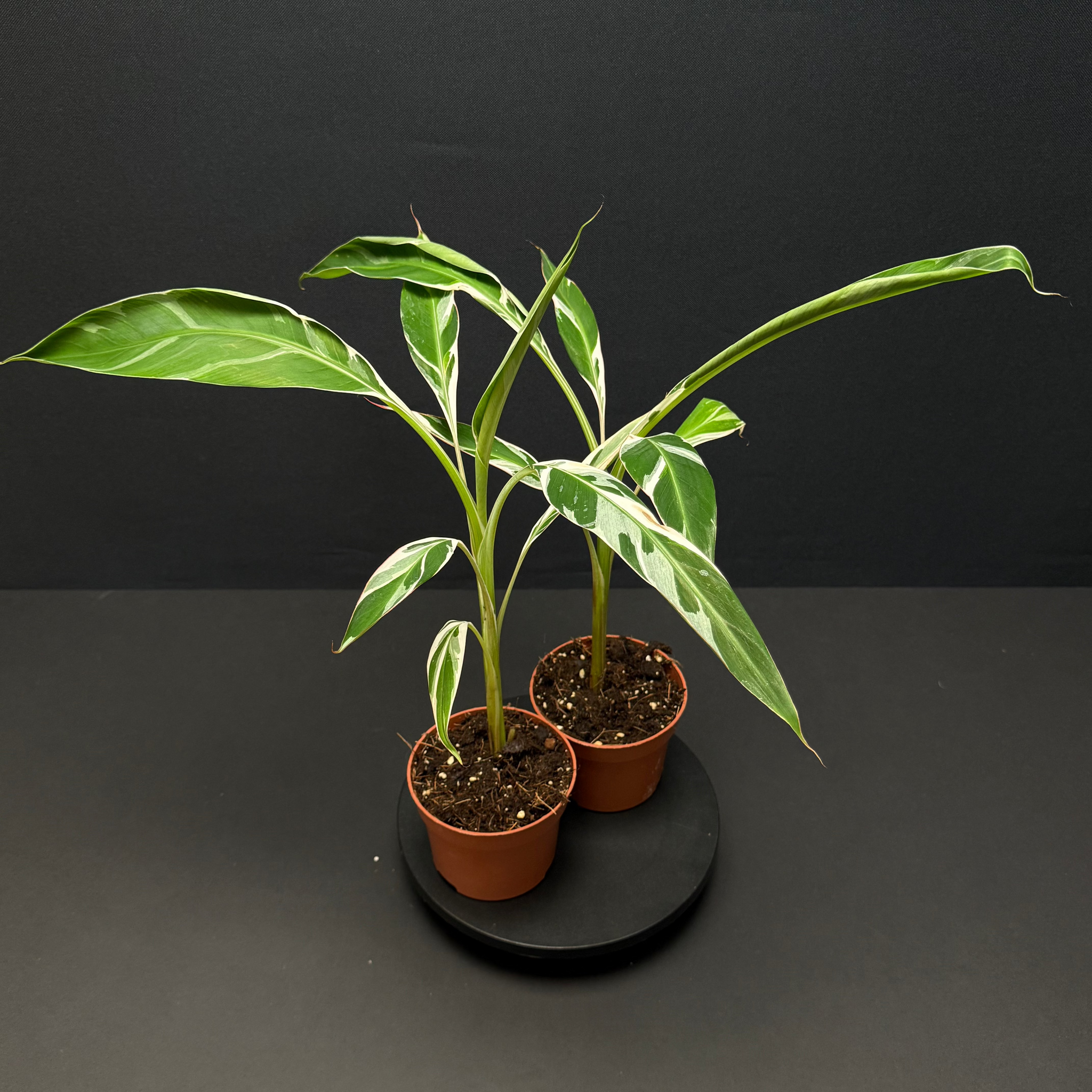 Musa Florida variegata – Green Mirrors Musa Florida variegata – Green Mirrors