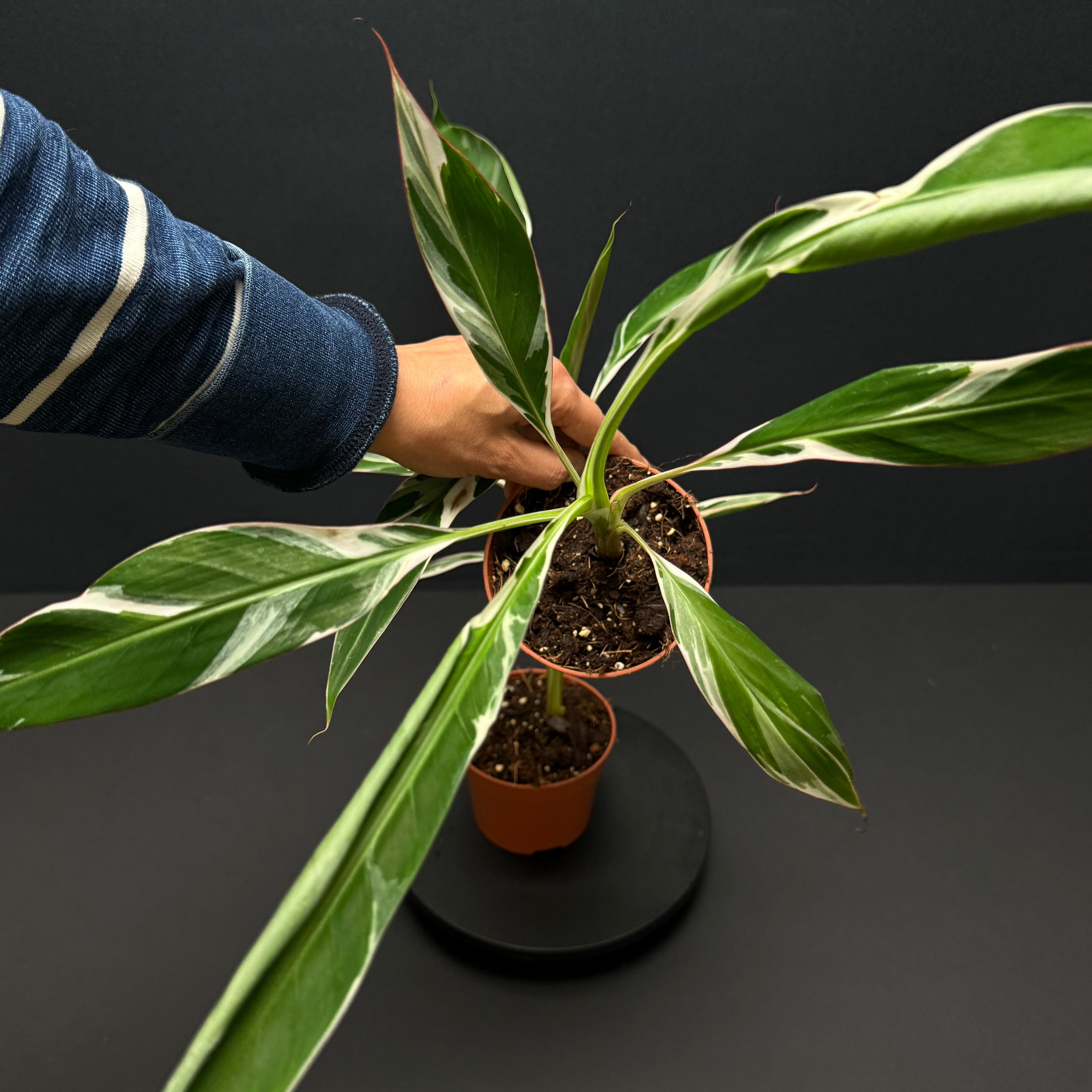 musa florida variegata kaufen Musa 'Florida Variegata' – Green Mirrors