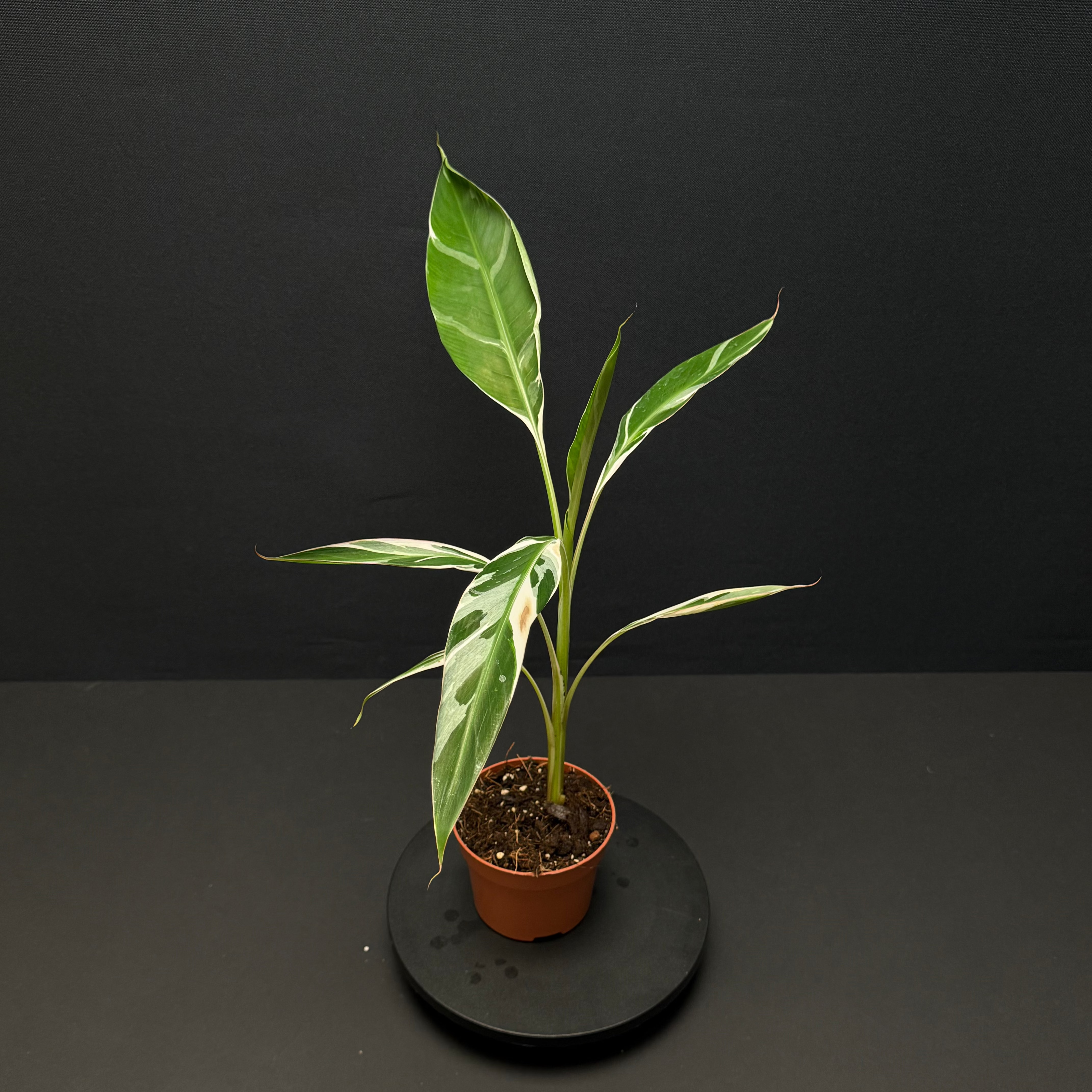 musa florida variegata kaufen Musa 'Florida Variegata' – Green Mirrors