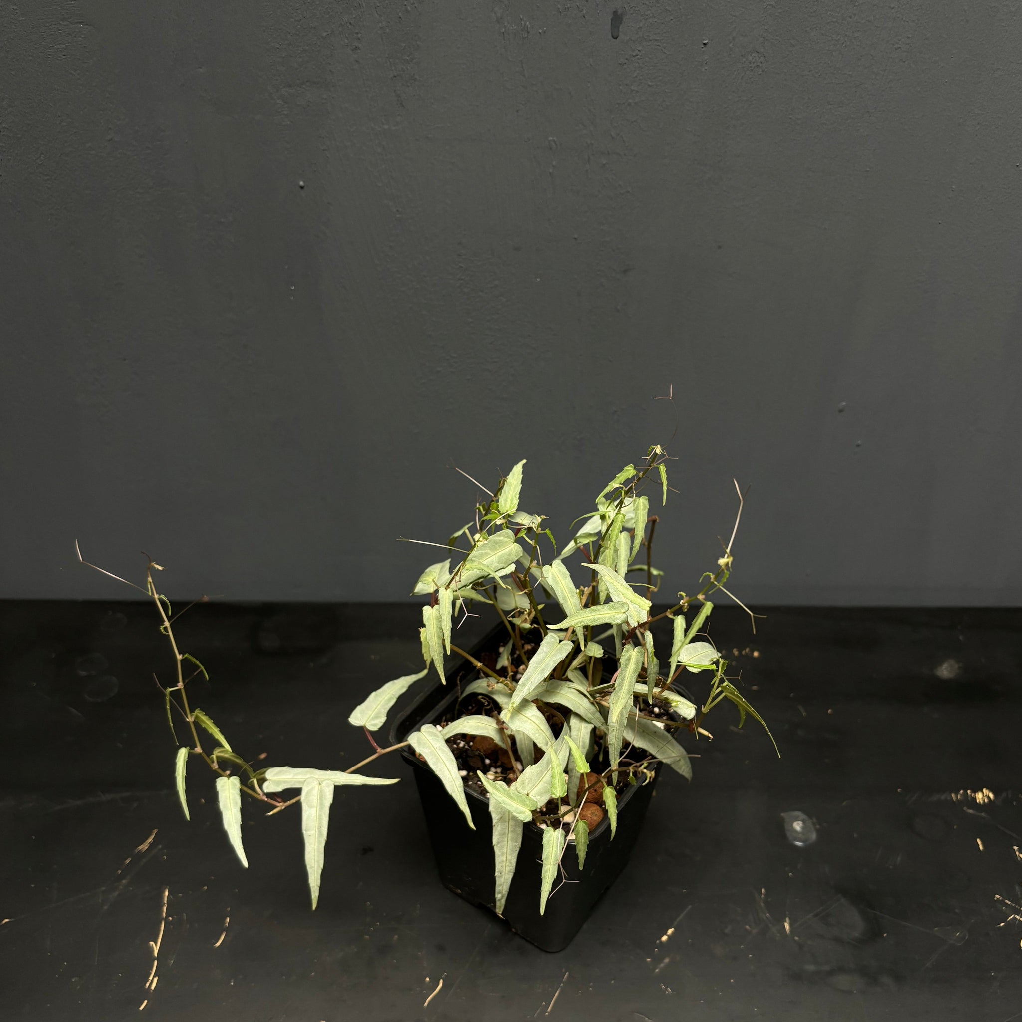 Parthenocissus amazonica