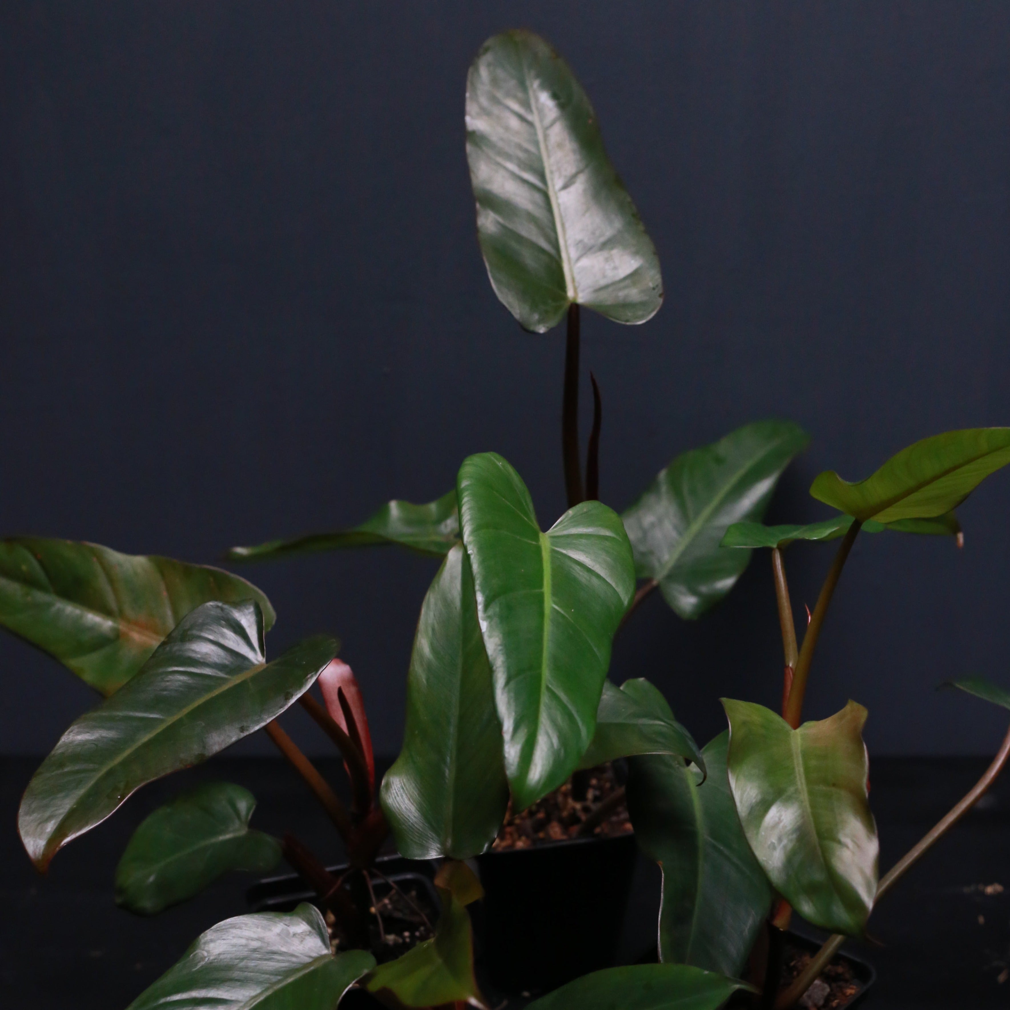 philodendron red emerald vs dark lord Philodendron erubescens 'Dark Lord' – Green Mirrors