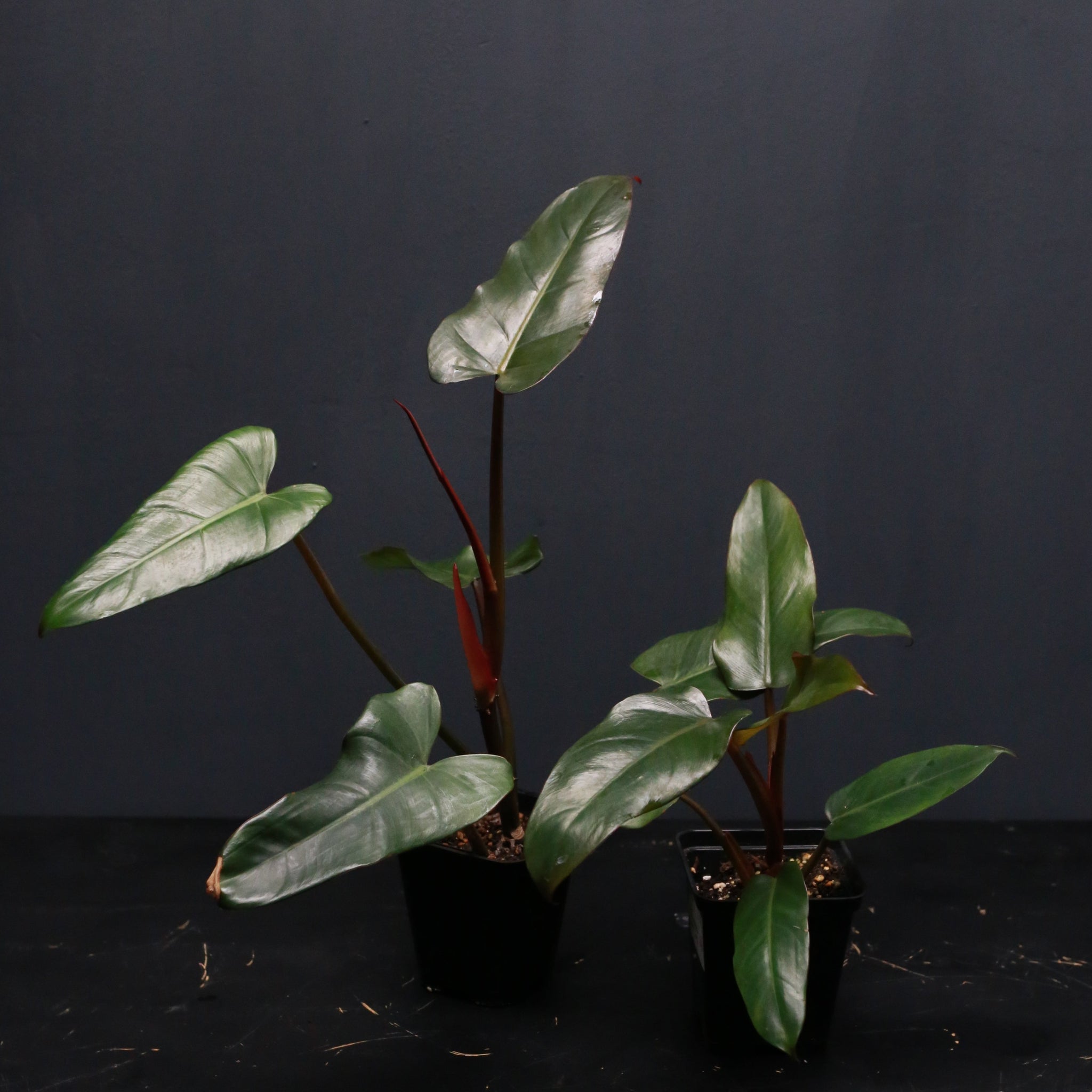black lord philodendron Philodendron erubescens 'Dark Lord' – Green Mirrors