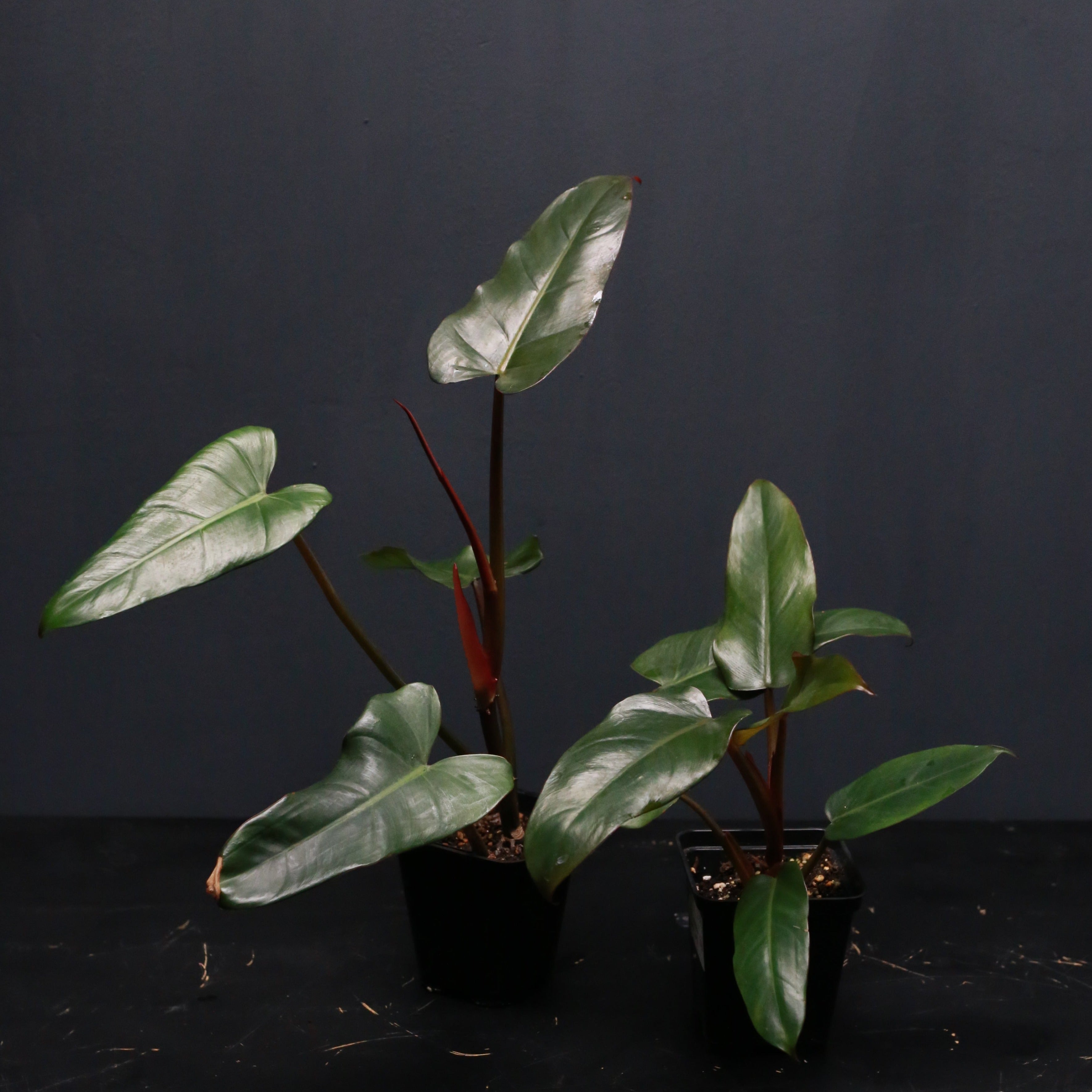 Philodendron erubescens 'Dark Lord' – Green Mirrors