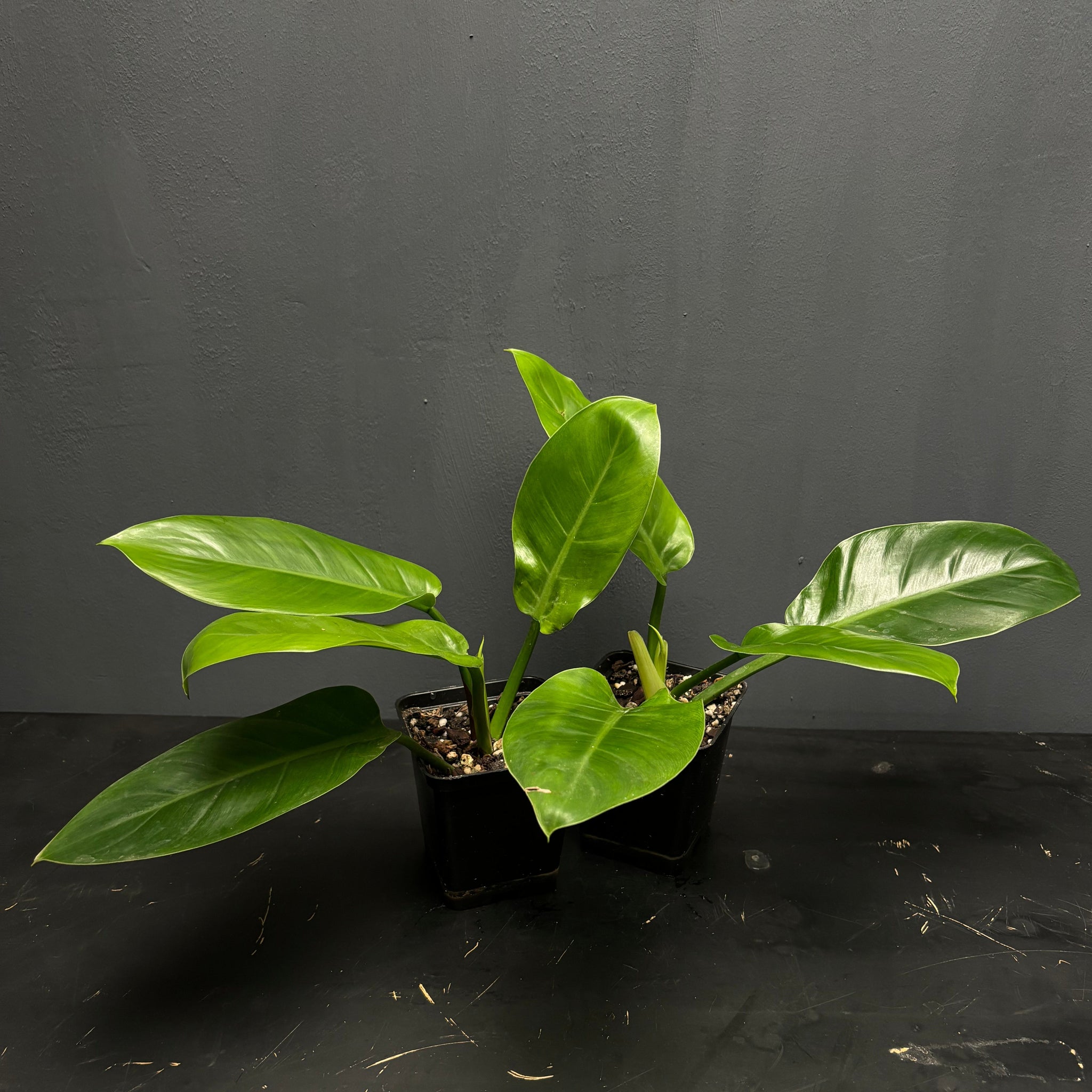 Philodendron Imperial Green