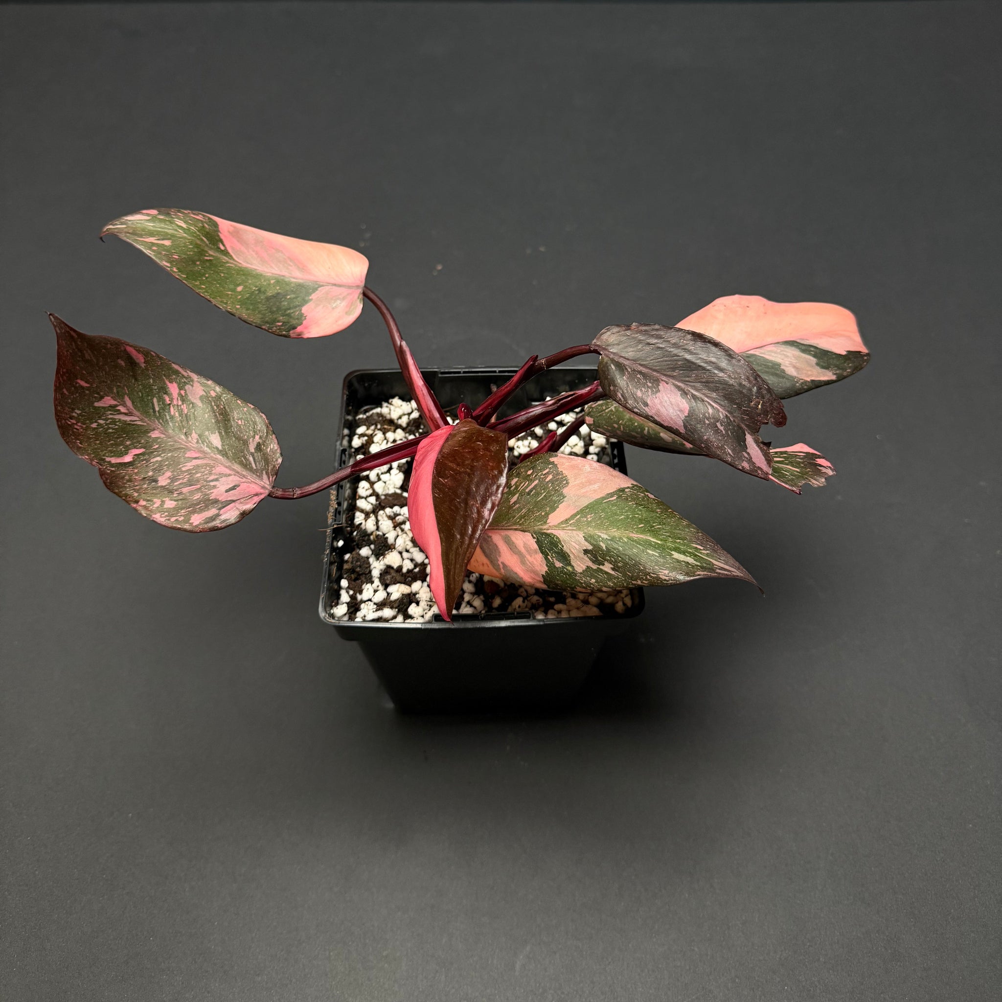 Philodendron Pink Princess Galaxy Marble