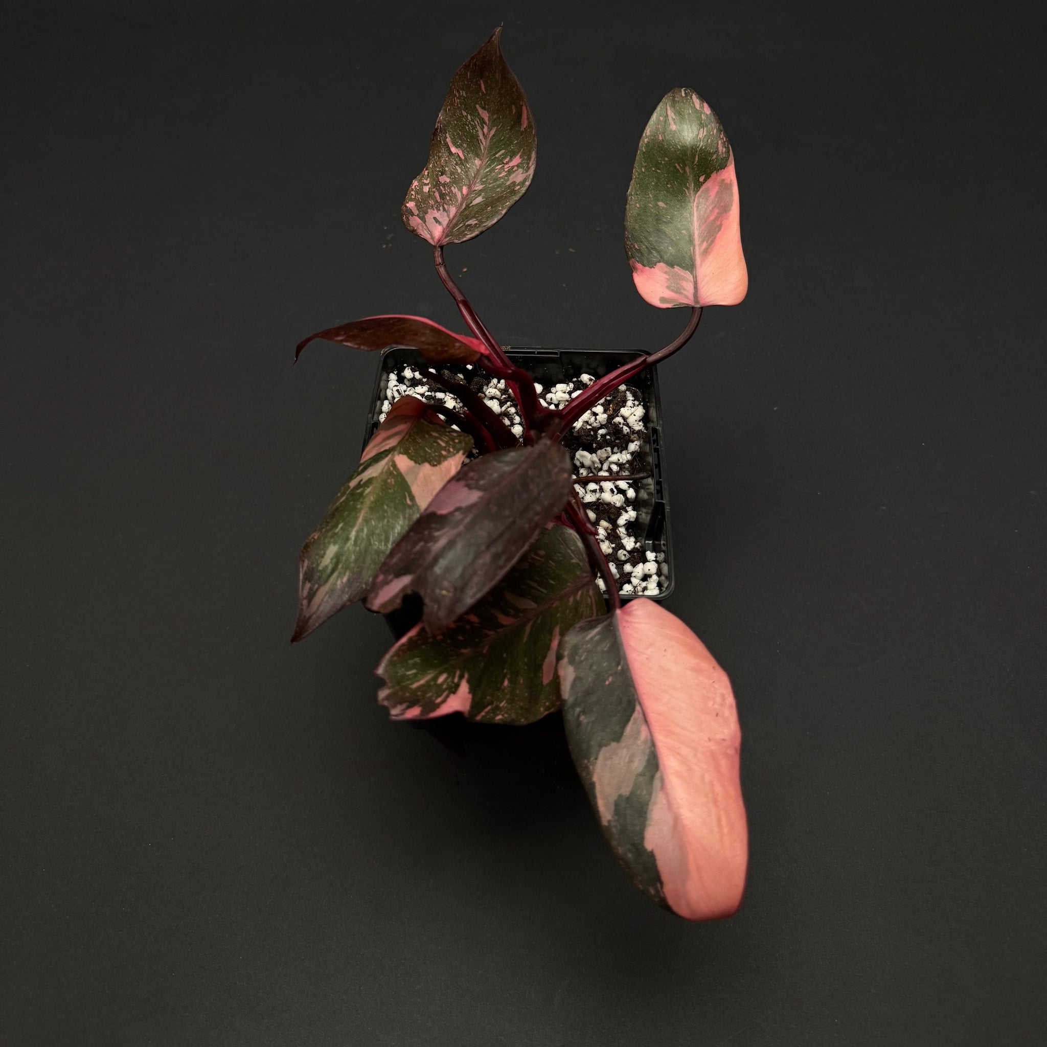 philodendron marble galaxy pink princess Philodendron Pink Princess Galaxy Marble