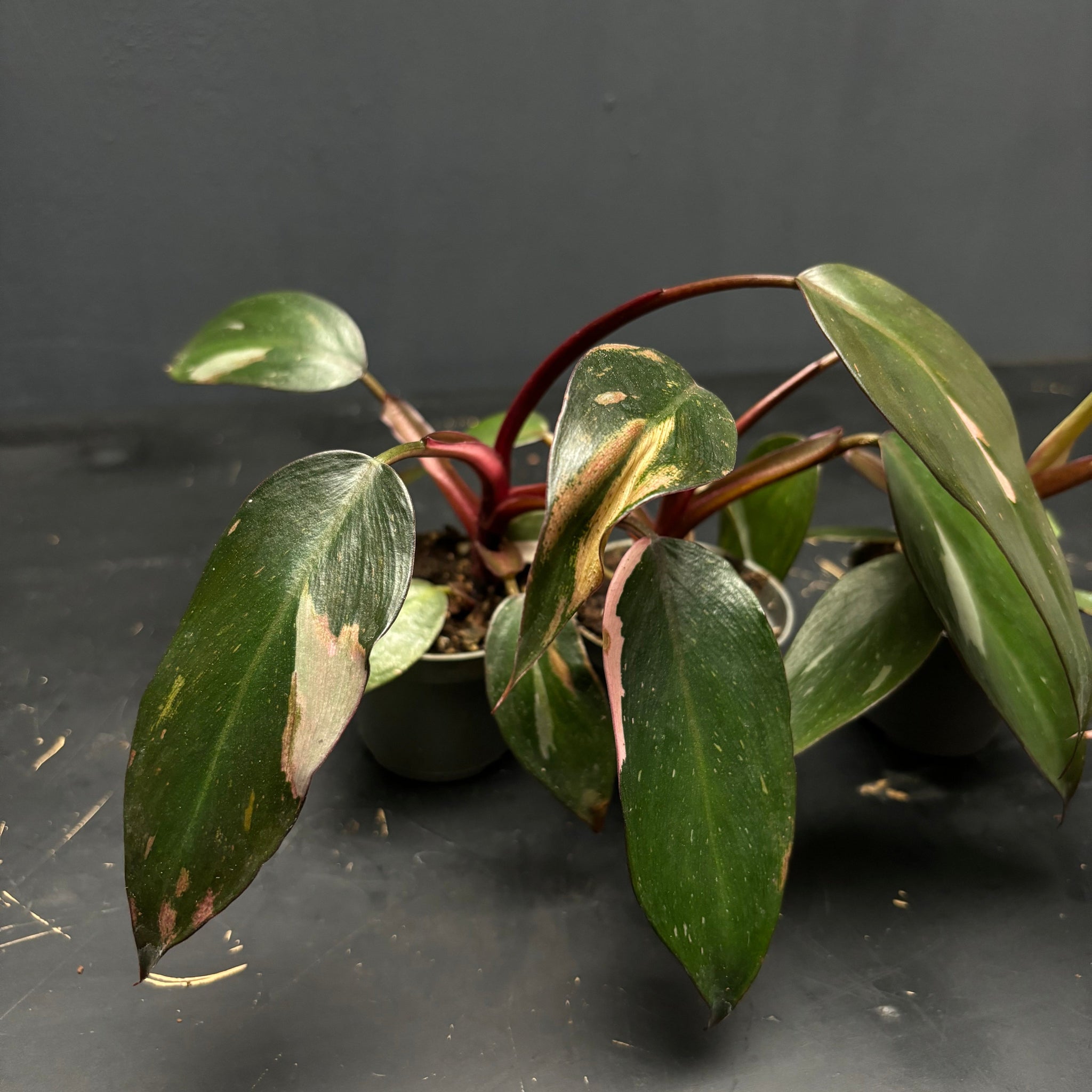 Philodendron Pink Princess S