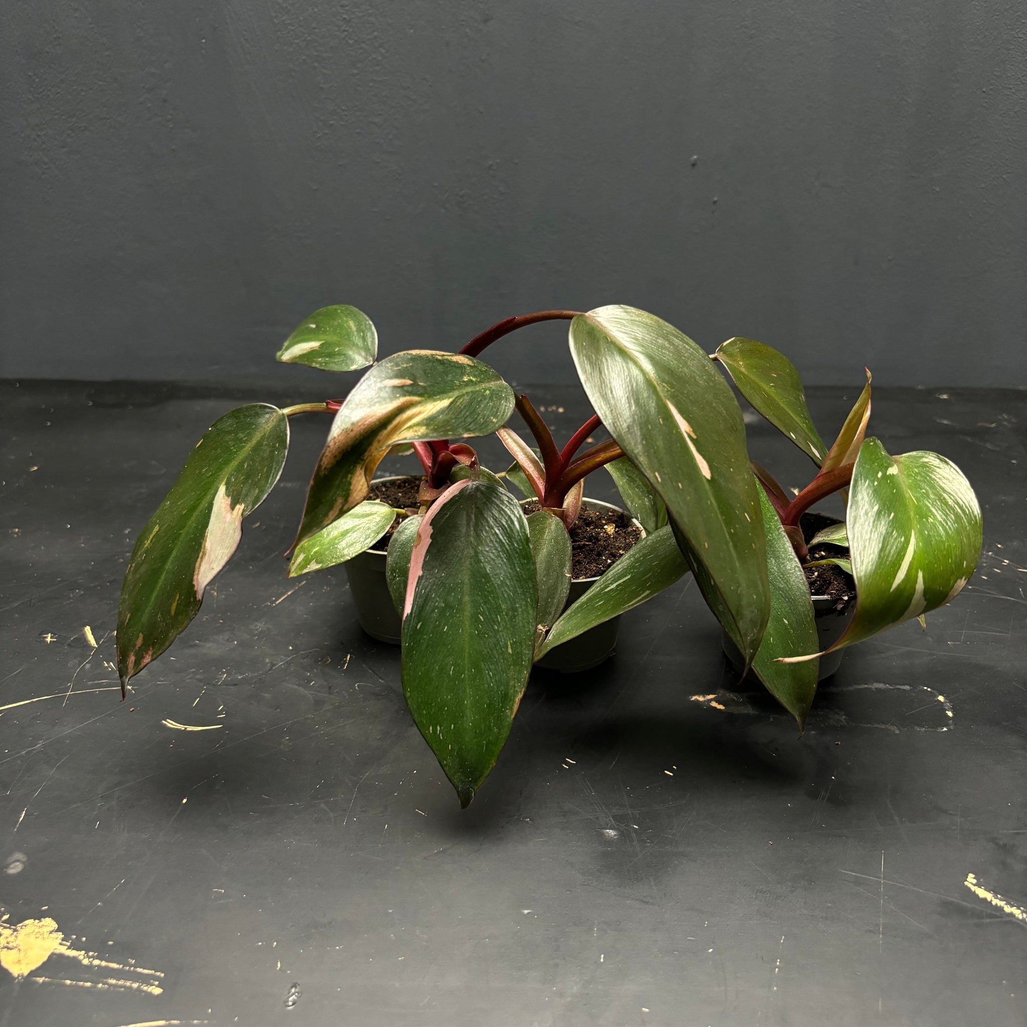 Philodendron Pink Princess