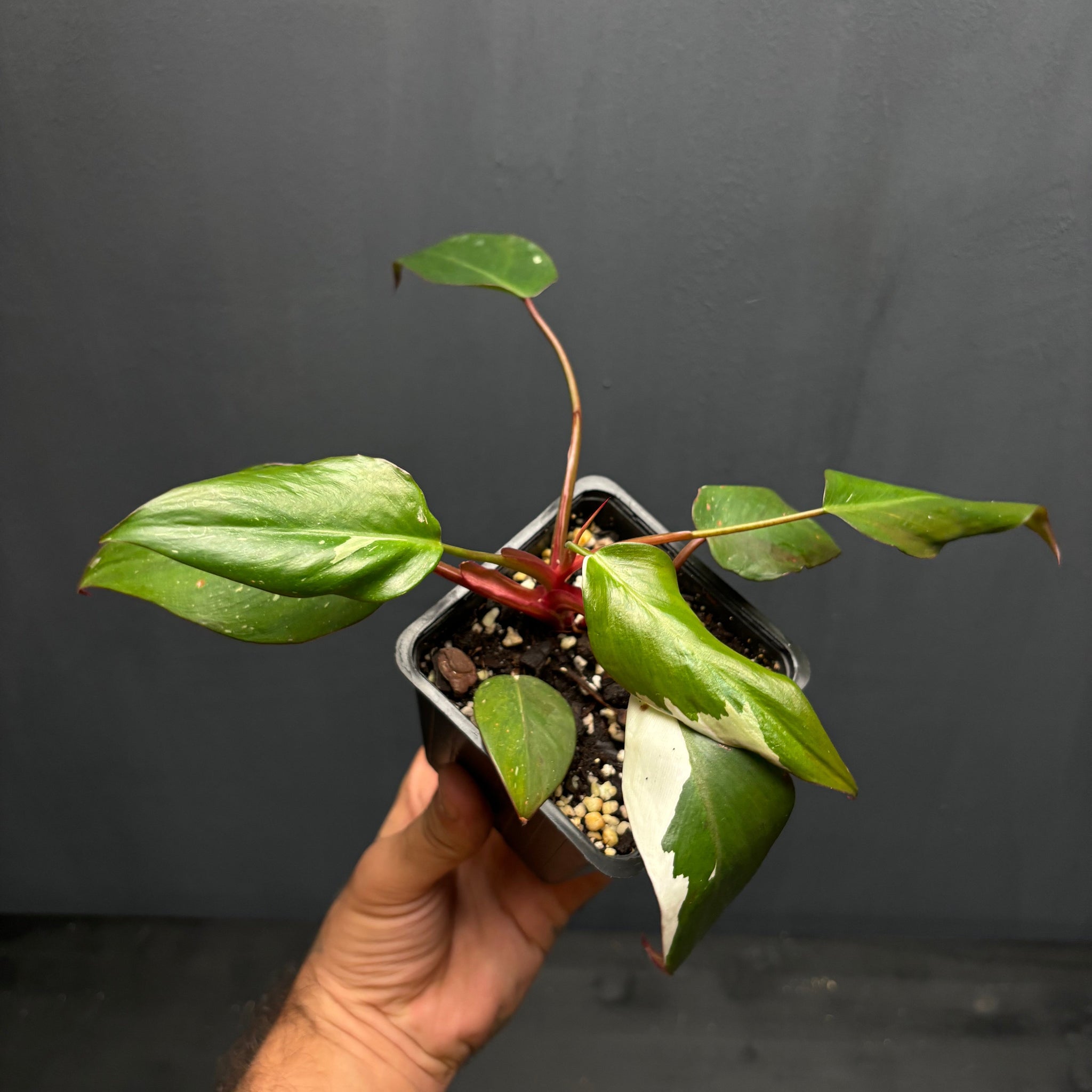 Philodendron Red Anderson