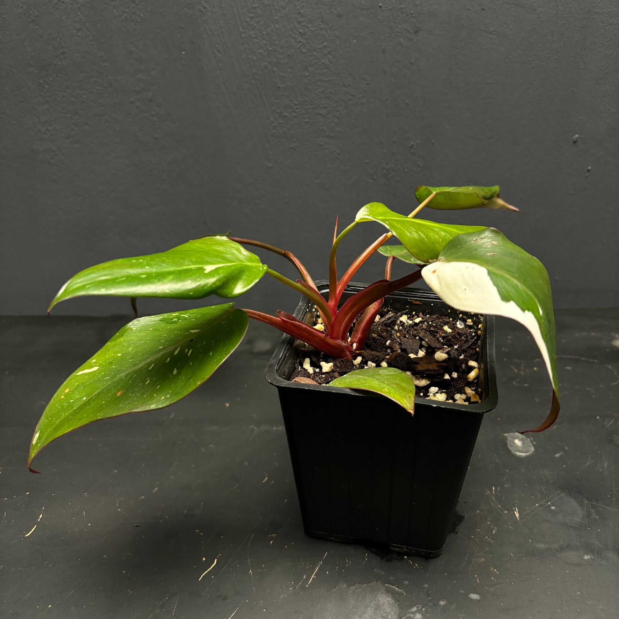 Philodendron Red Anderson