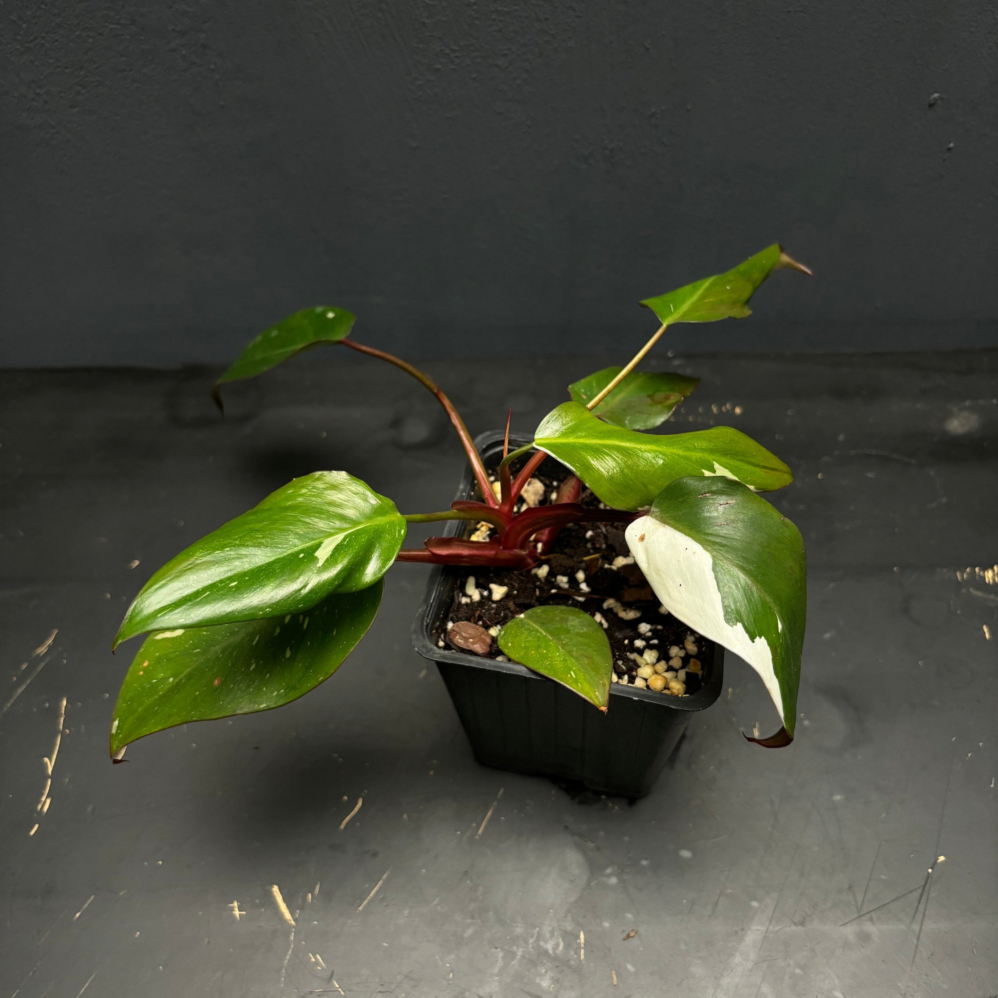 Philodendron Red Anderson