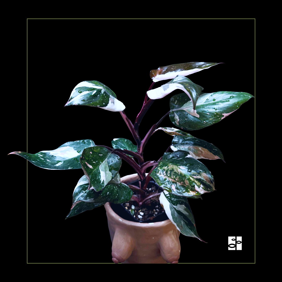 Philodendron Red Anderson
