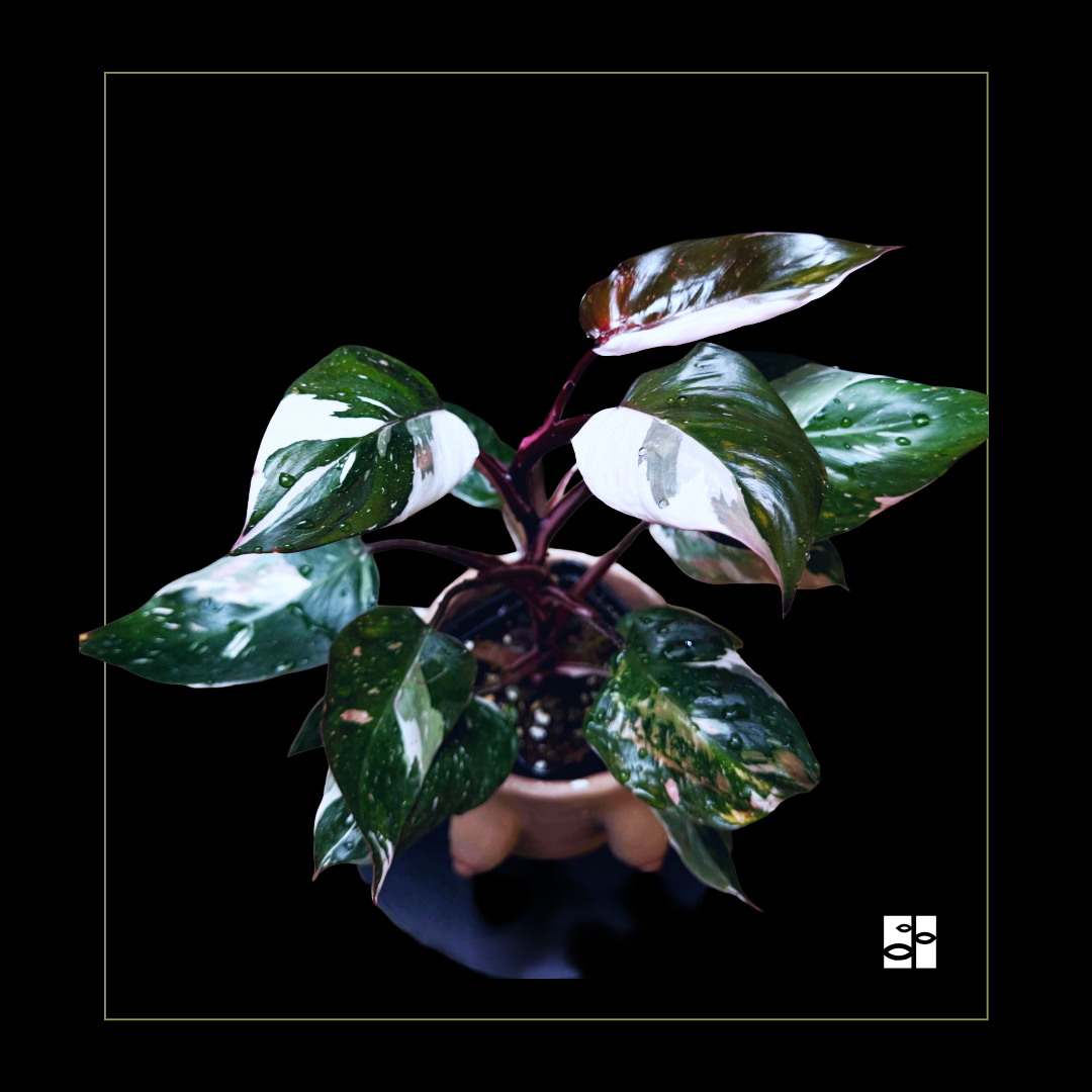 Philodendron Red Anderson