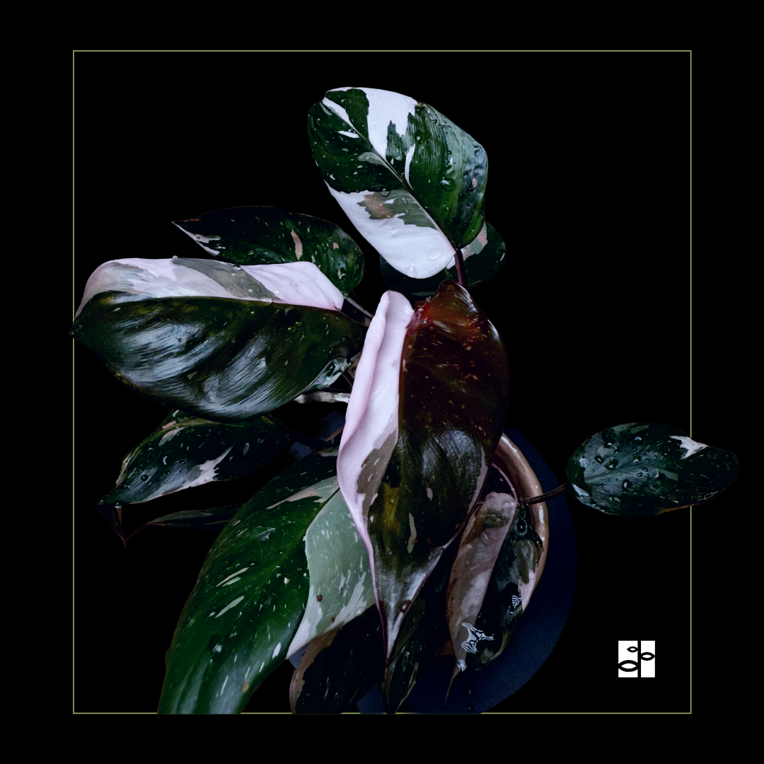 Philodendron Red Anderson