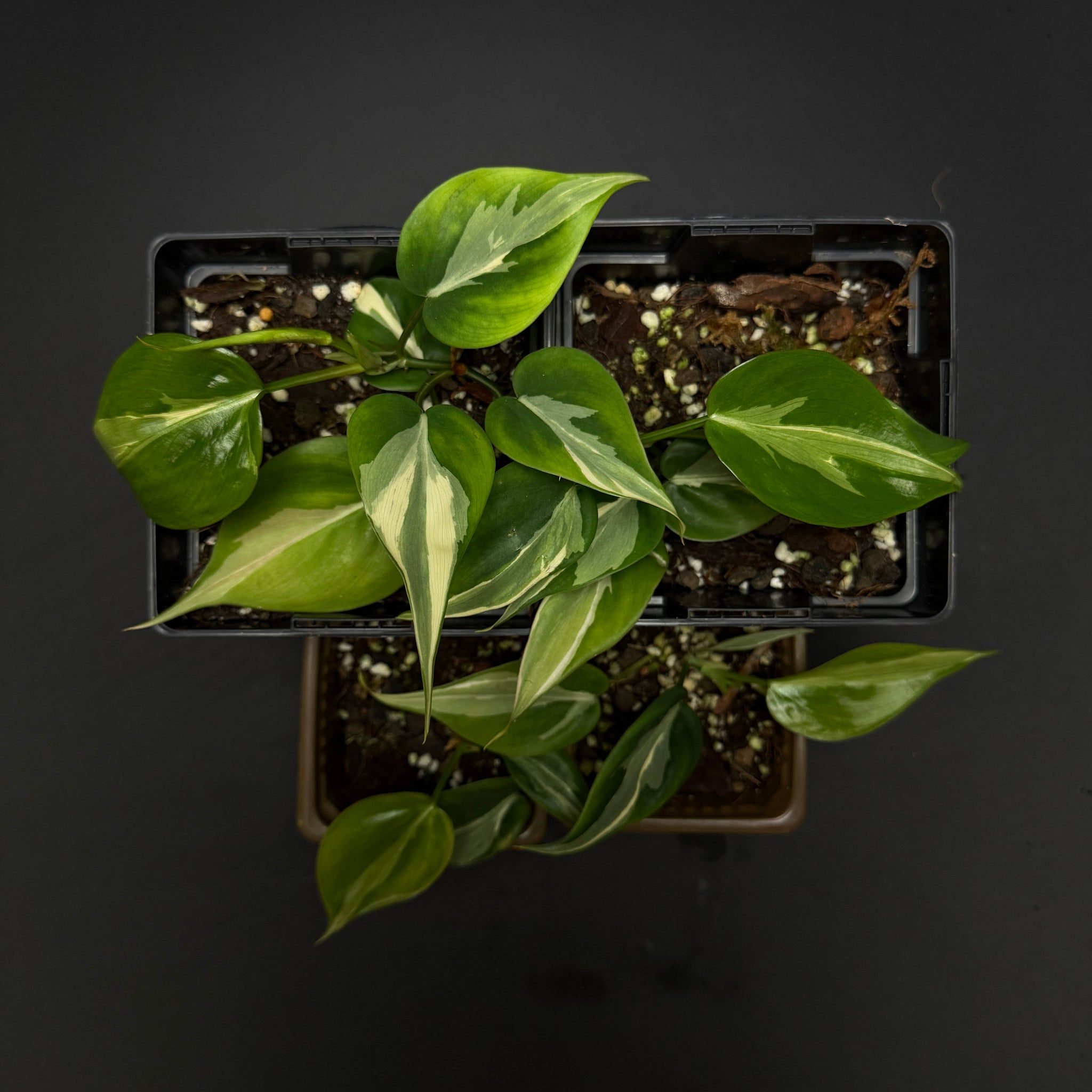 philodendron brasil rio Philodendron hederaceum Rio – Green Mirrors