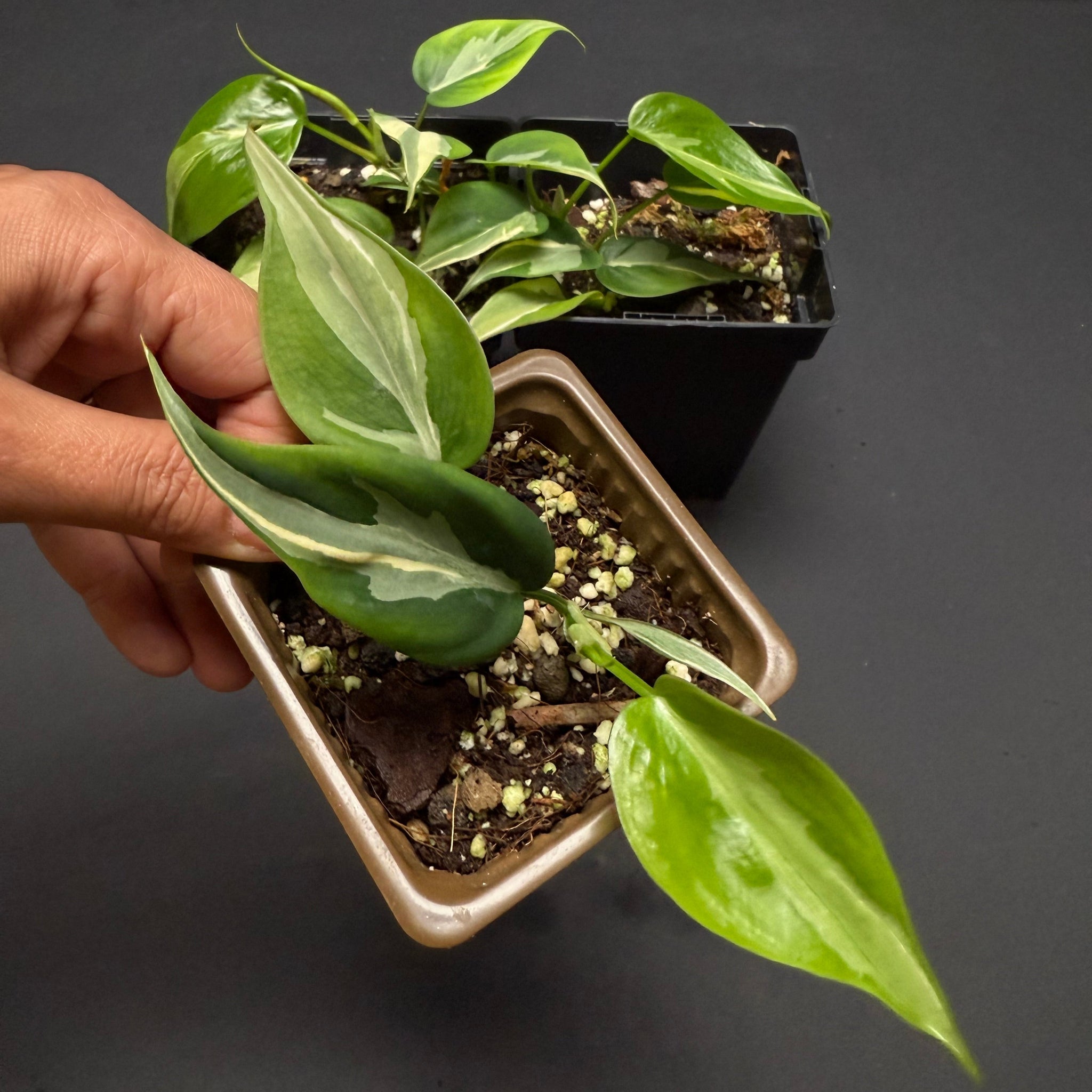 Philodendron Rio