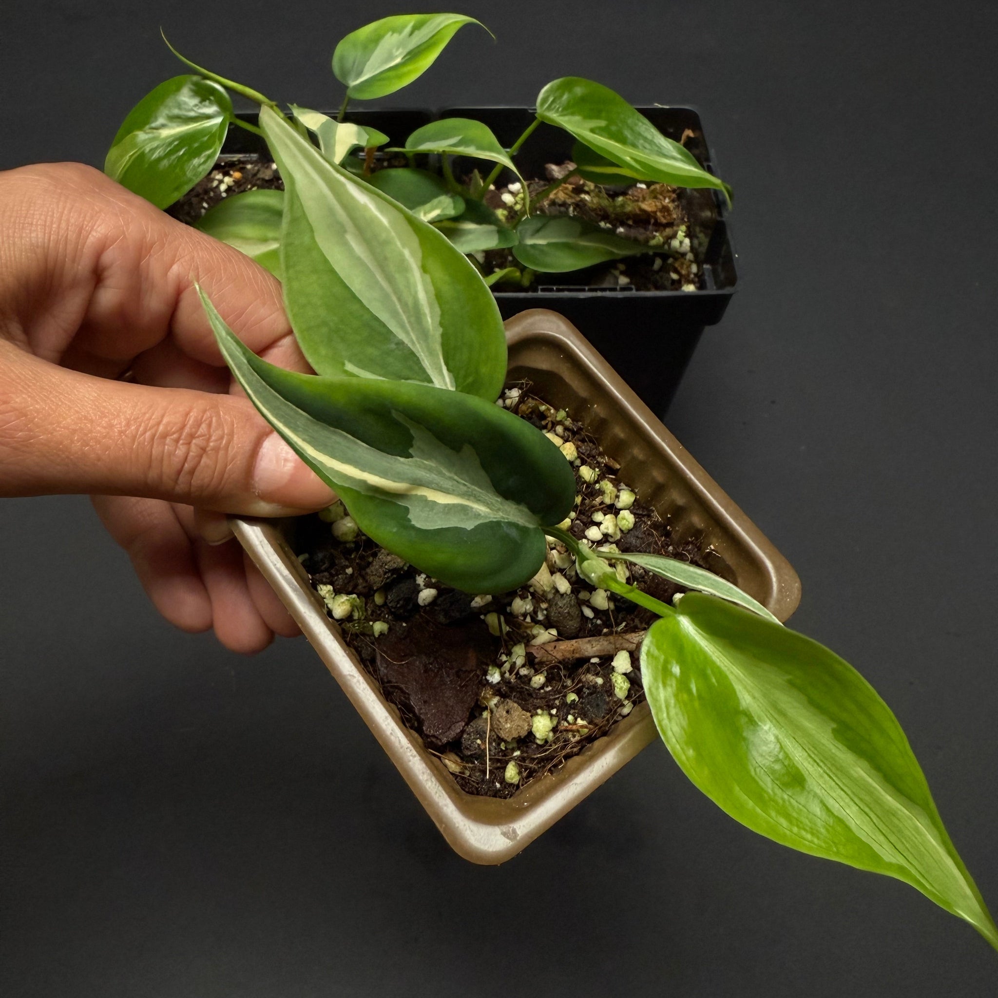Philodendron Rio